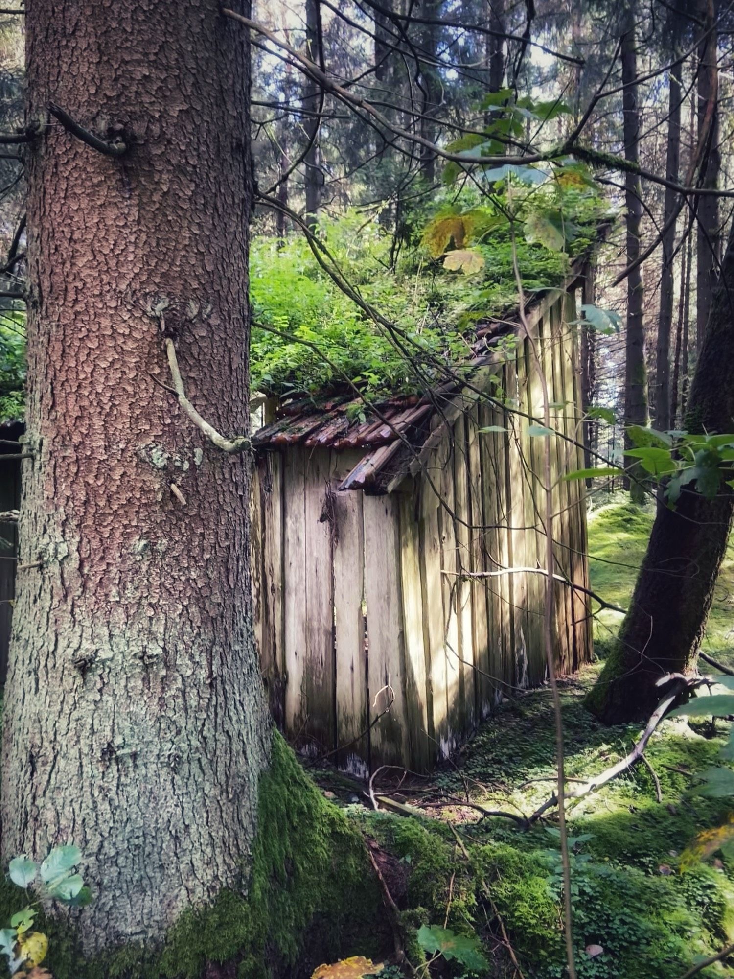 Das Bild zeigt eine alte Holzhütte, die tief im Wald steht. Das Dach ist teilweise mit Blech bedeckt, jedoch stark überwuchert von Moos, Pflanzen und Vegetation, was darauf hindeutet, dass die Hütte seit langer Zeit verlassen ist. Die Hütte ist von hohen Bäumen umgeben, und die Umgebung wirkt feucht und grün, mit Moos, das sowohl den Boden als auch die Baumstämme bedeckt. Die Lichtverhältnisse lassen vermuten, dass es sich um einen bewaldeten, schattigen Ort handelt, der nur von vereinzelten Sonnenstrahlen durchdrungen wird.