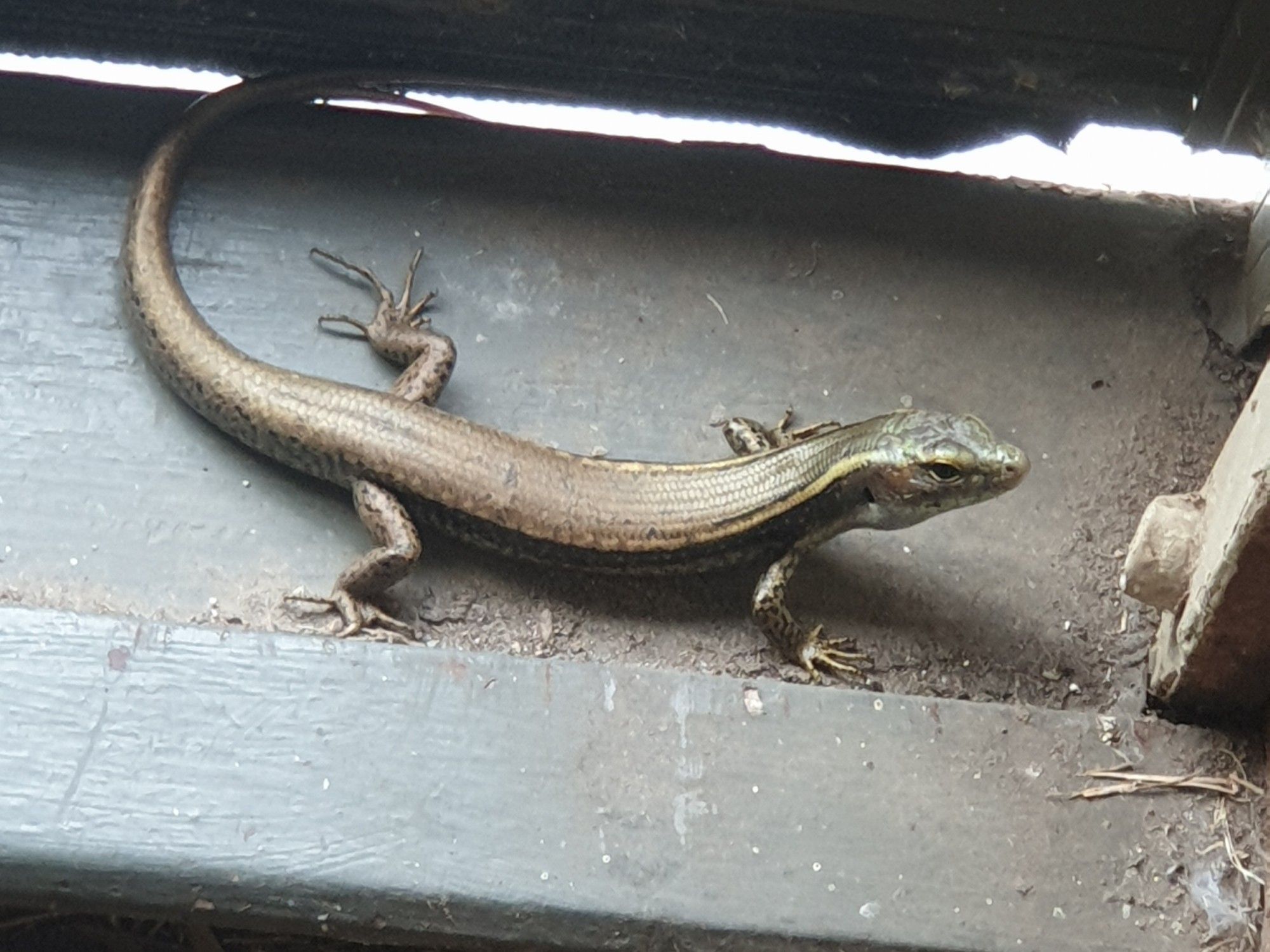 Juvenile Eastern Water Skink
(Eulamprus quoyii)
between the outer screen door & the front door.