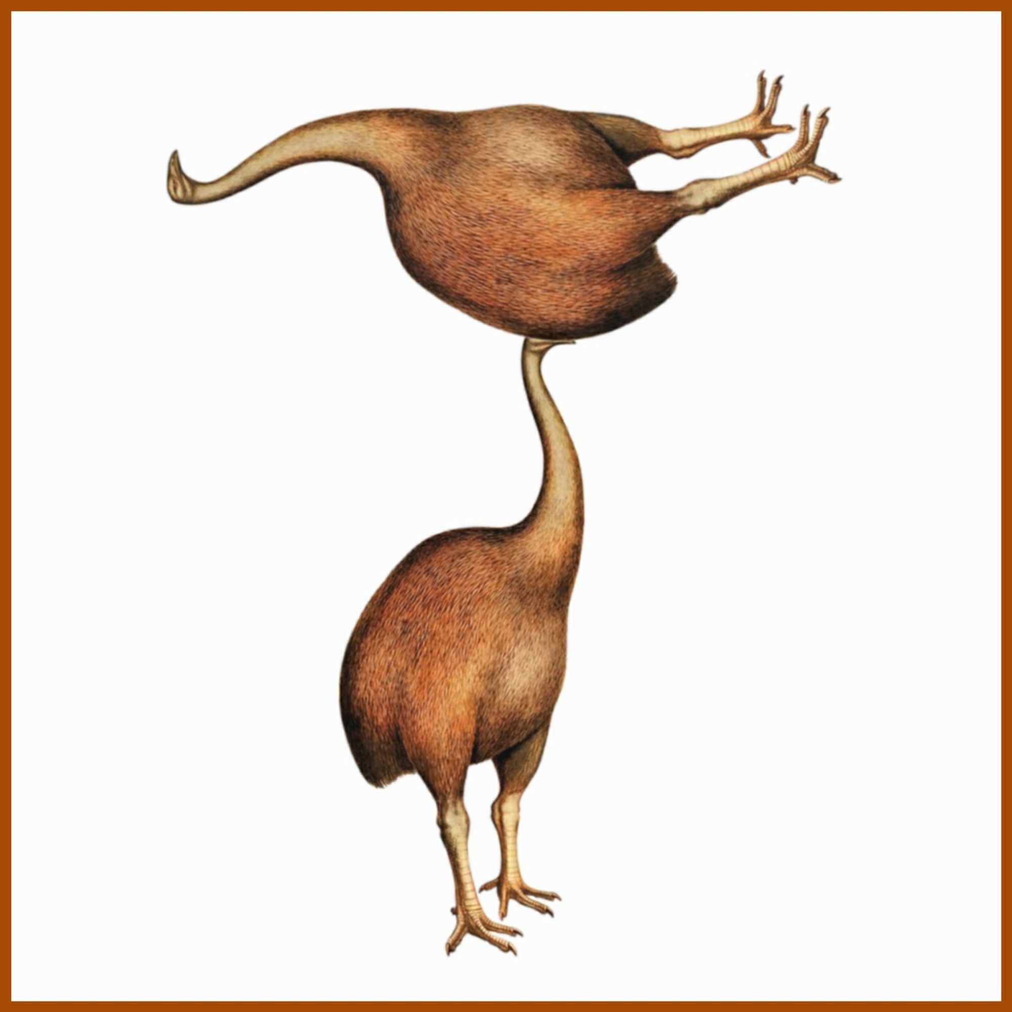 Two balancing flightless (albeit extinct) New Zealand birds.

a 'Moa T'.