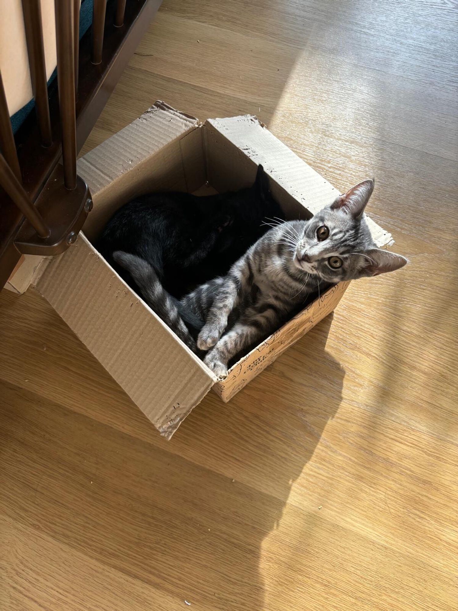 A stripy grey and a black cat hanging out in a cardboard box behind an Ercol sofa