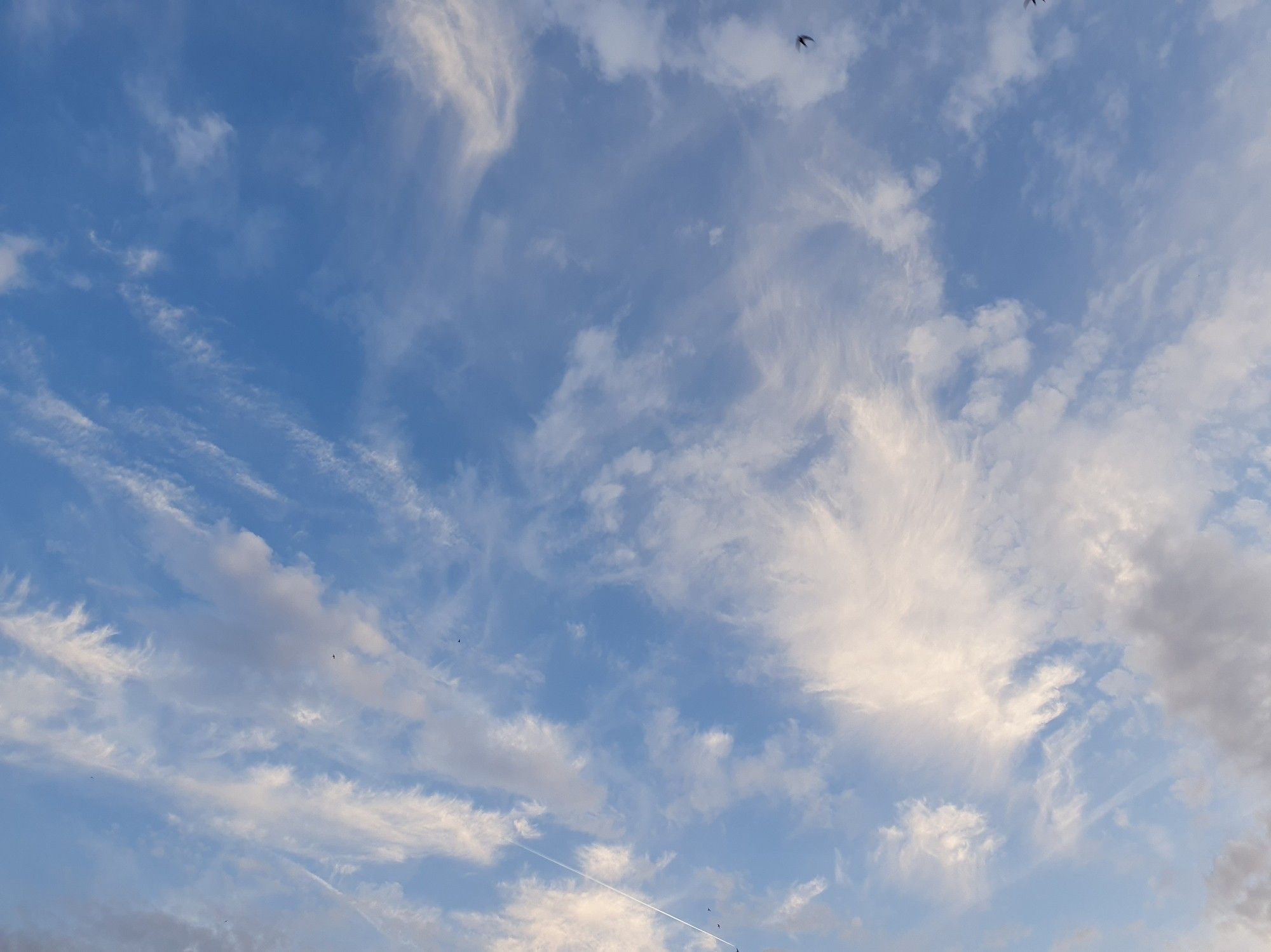 Blauer Himmel mit weißen Wolken und einem Mauersegler