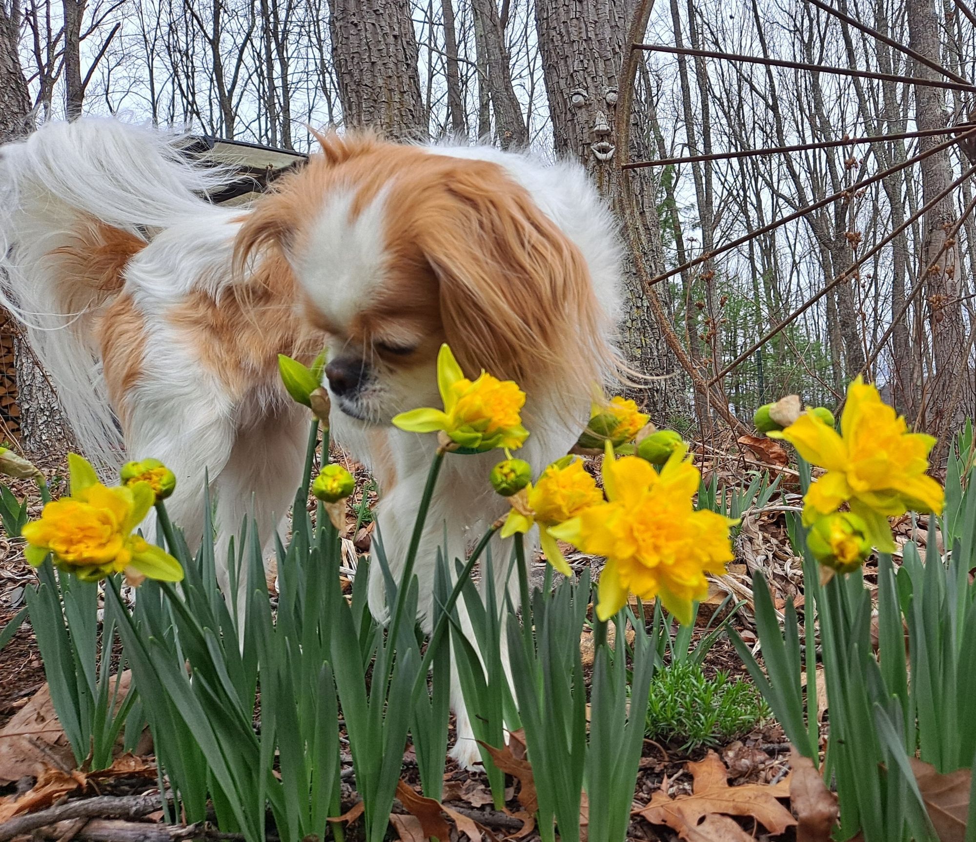 My pekalier dog likes the smell of daffydills.