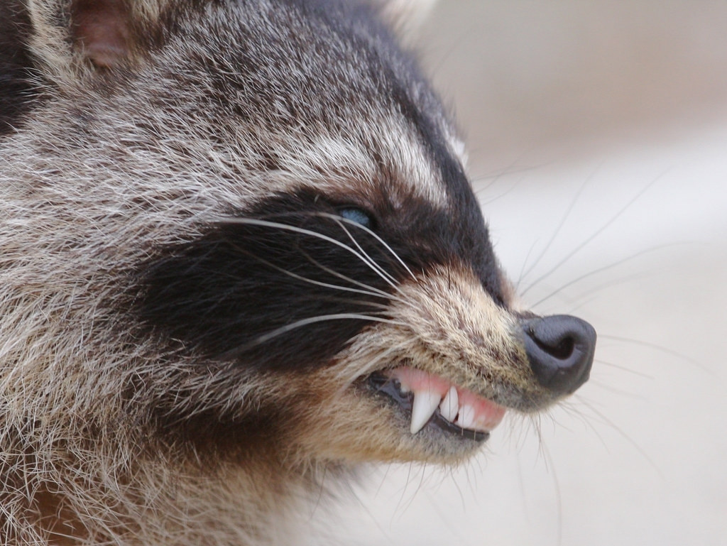 Growling raccoon