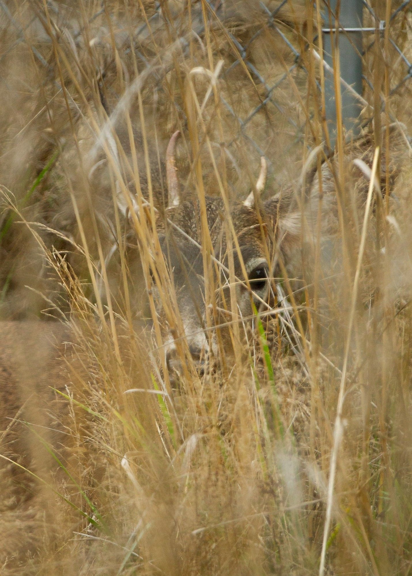 a juvenile deer with single antlers like horns hides in brown grass.