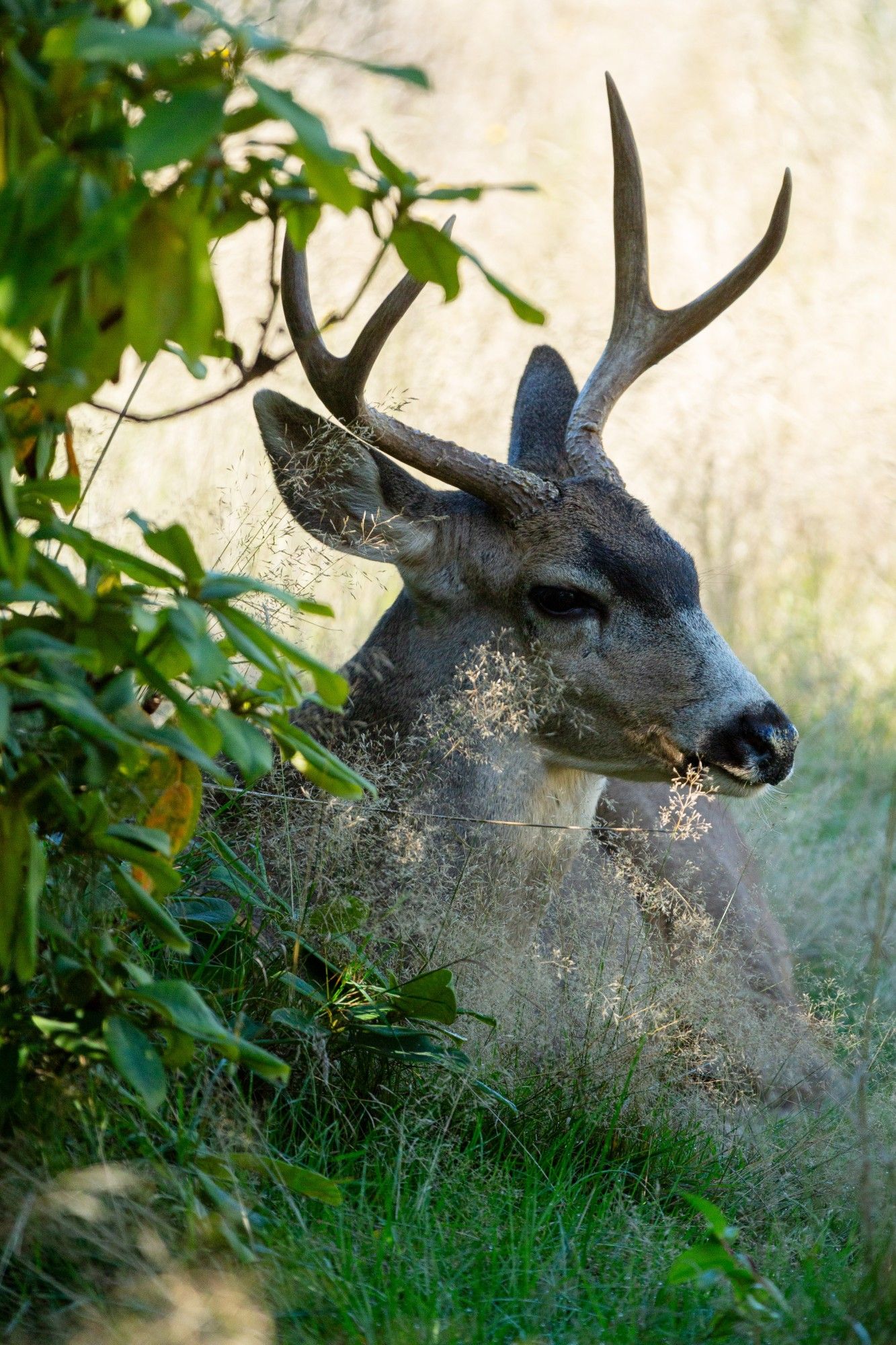 A mature buck with mismatched two prong horns. One is set is much bigger than the other. He is reclining in the shade of a rhododendron tree.