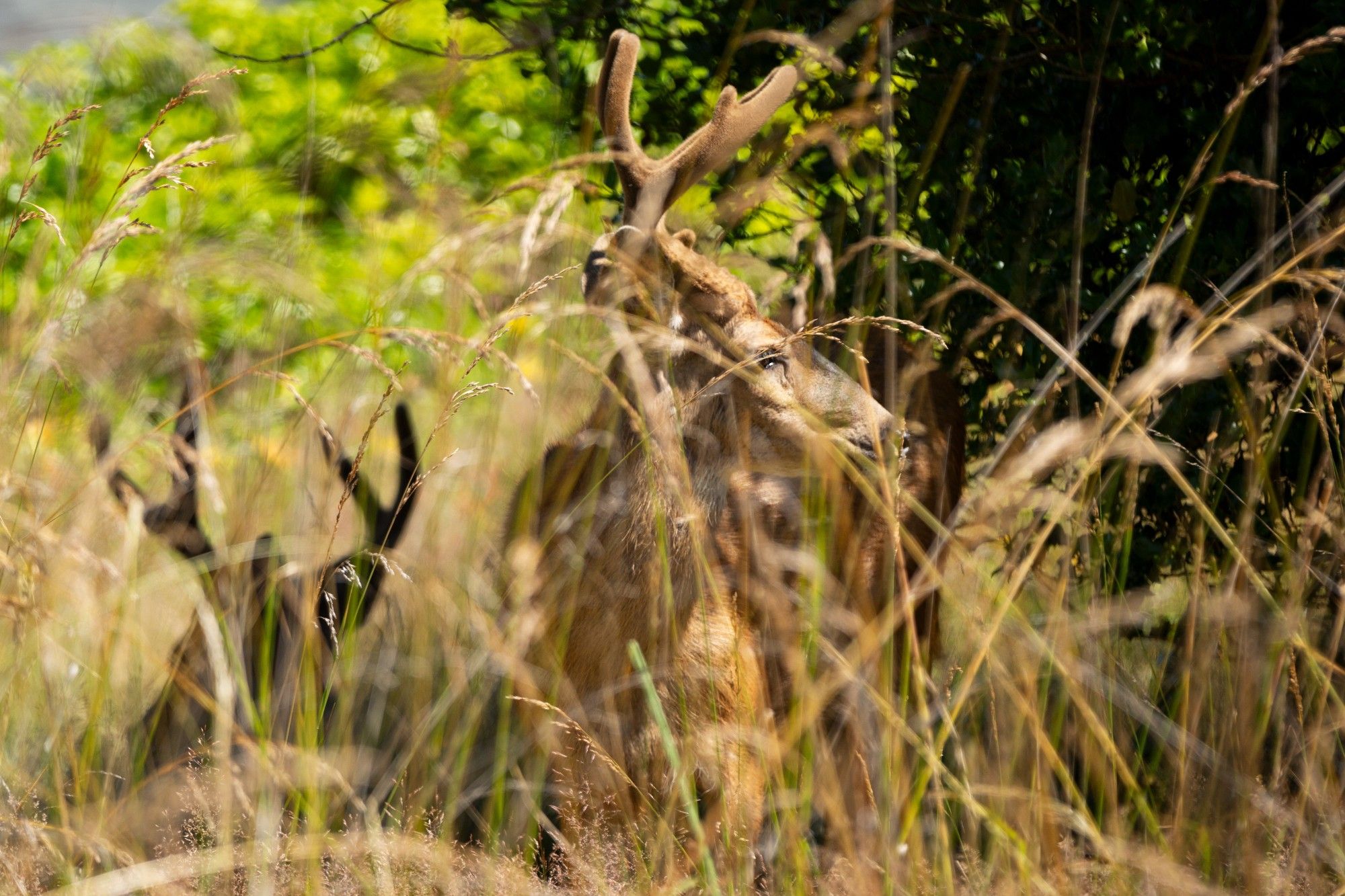 two deer rest in the shade of a holly tree. One in the foreground is lit by the son looking to the right in profile. in the background a deer with antlers is in silhouette in the shade.