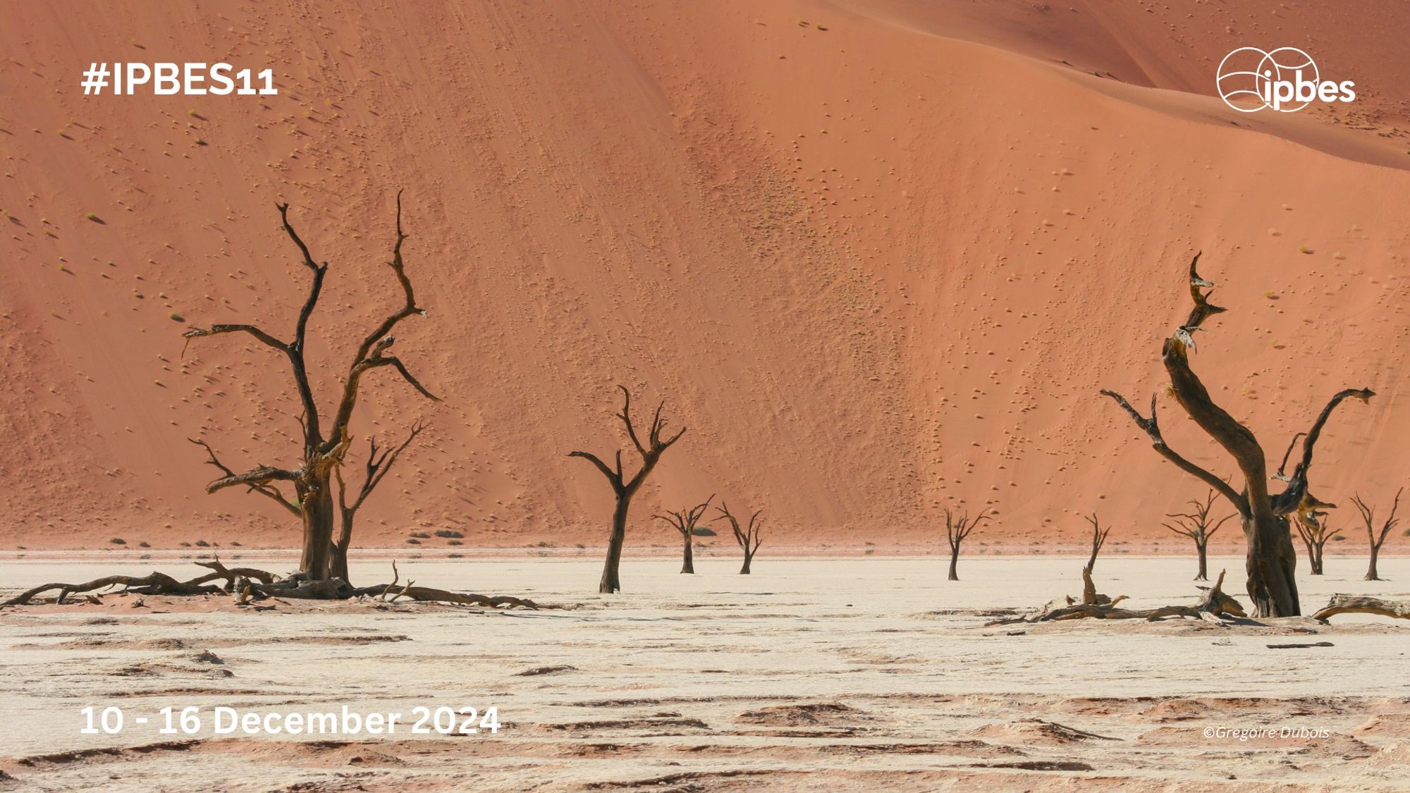 An image of the sand dunes and ancient dead camelthorn trees in Sossusvlei, Namibia. Overlay text reads "#IPBES11 10-16 December 2024"