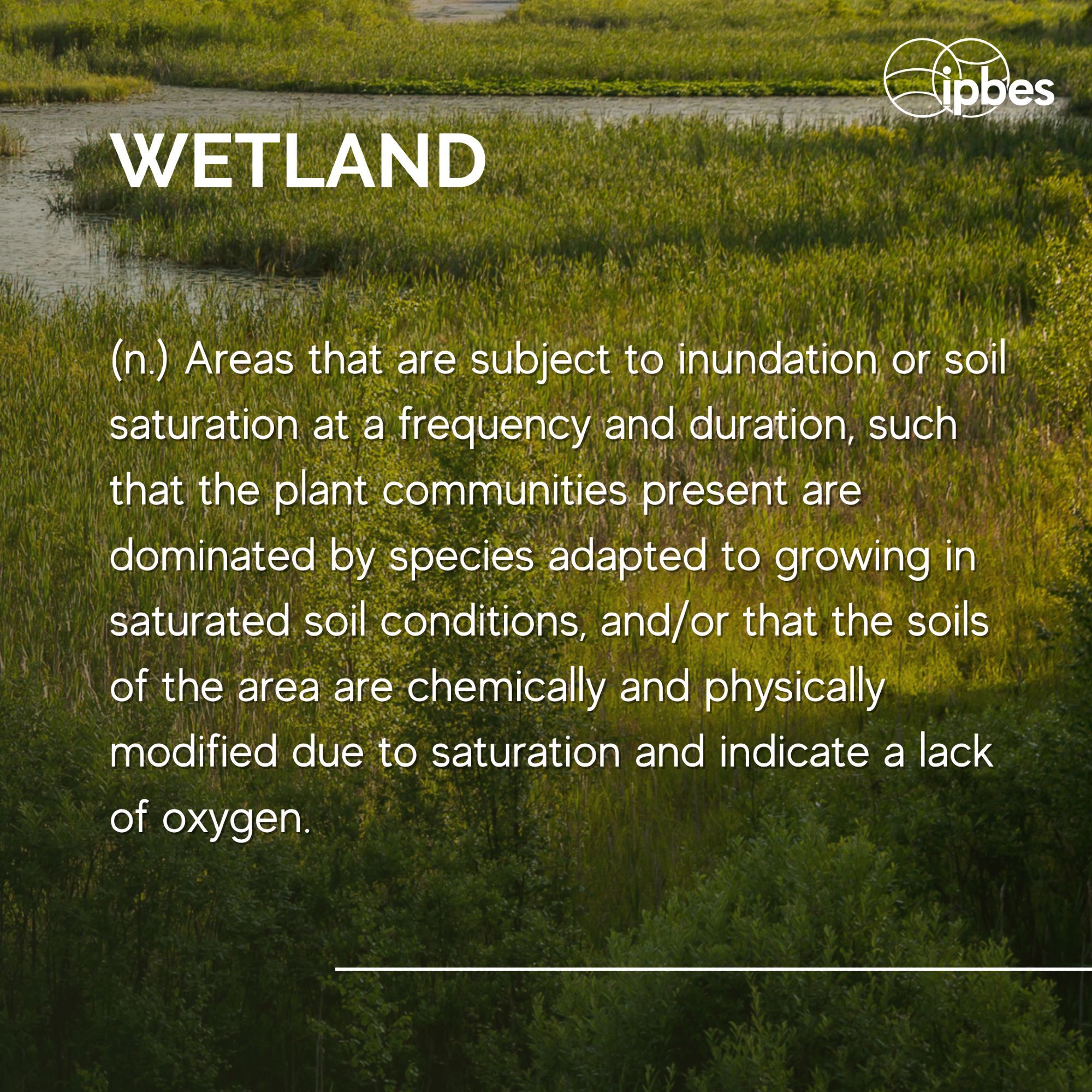 An image of a wetland. Overlay text reads: "Areas that are subject to inundation or soil saturation at a frequency and duration, such that the plant communities present are dominated by species adapted to growing in saturated soil conditions, and/or that the soils of the area are chemically and physically modified due to saturation and indicate a lack of oxygen."