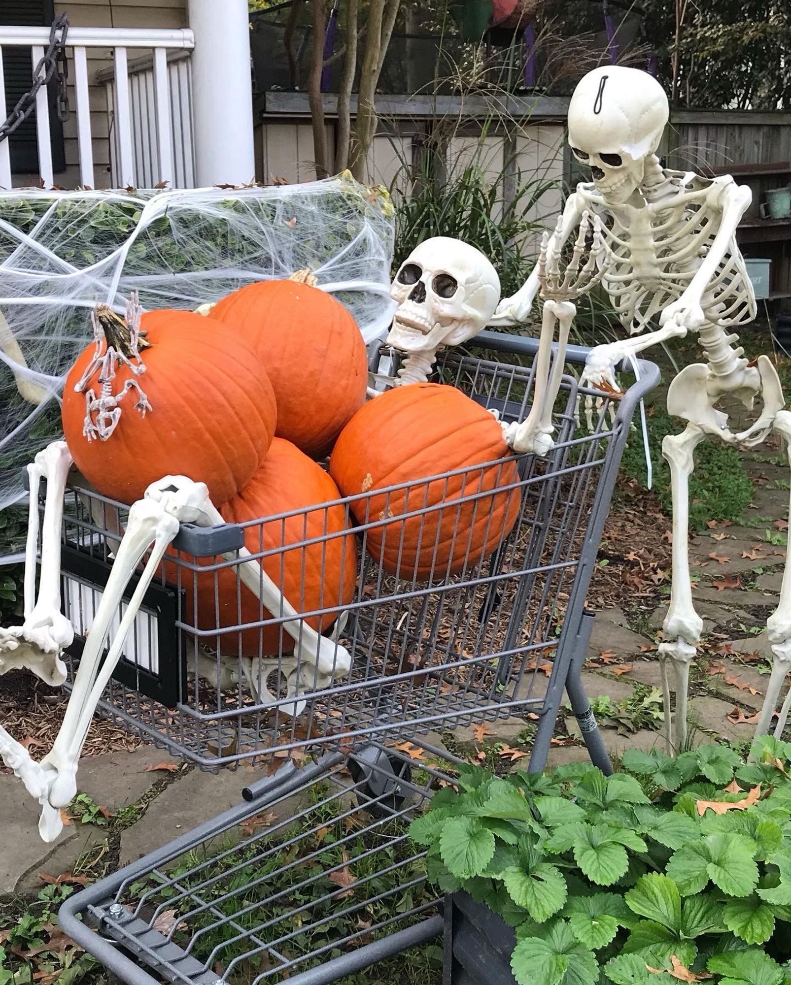 A plastic human Halloween skeleton in a metal shopping cart. There are 4 large pumpkins piled on top of the skeleton. Another skeleton is posed as though pushing the cart.