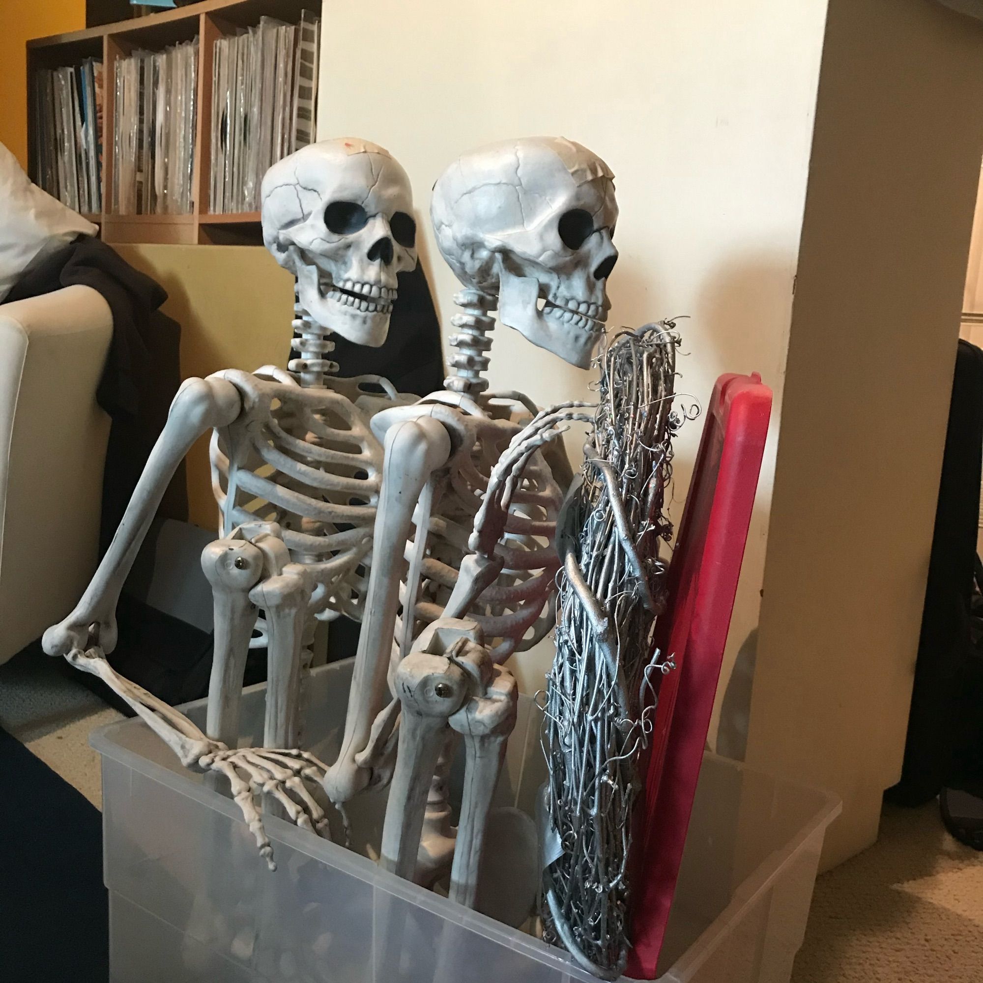 A pair of plastic human Halloween skeletons are folded up and sitting in a plastic storage bin.