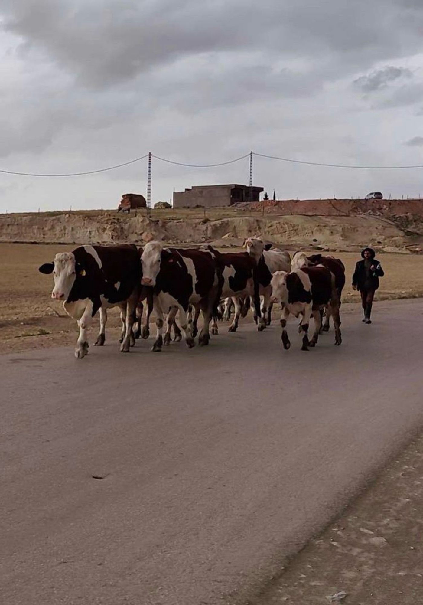 Hirte mit Milchvieh aus Österreich in Algerien. Bild vom ORF