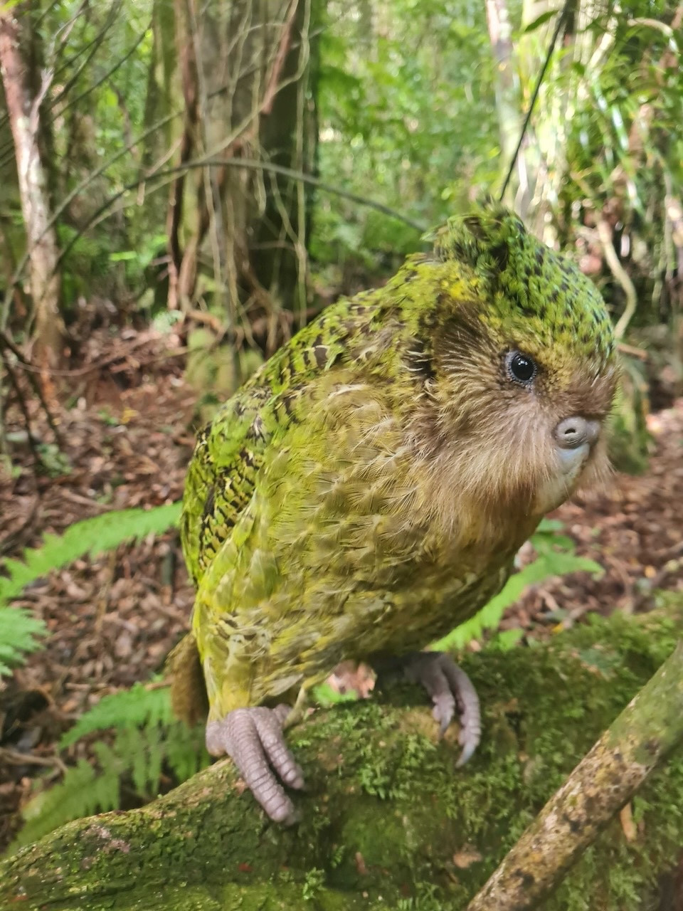 A kākāpō sitting on a log during the day time. Credit: Dani Whitaker.