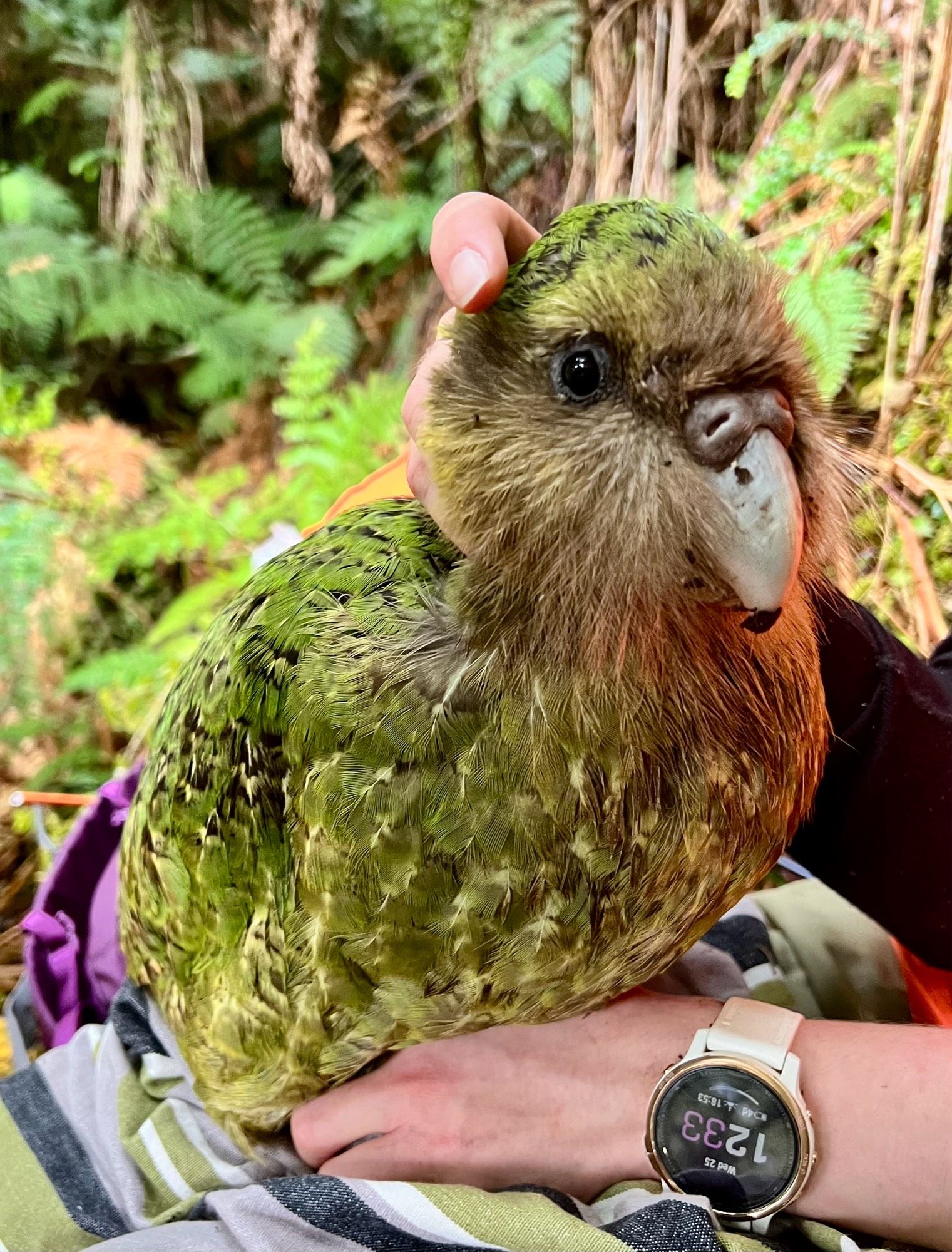 A kākāpō being held during a health check. Credit: Andrew Digby