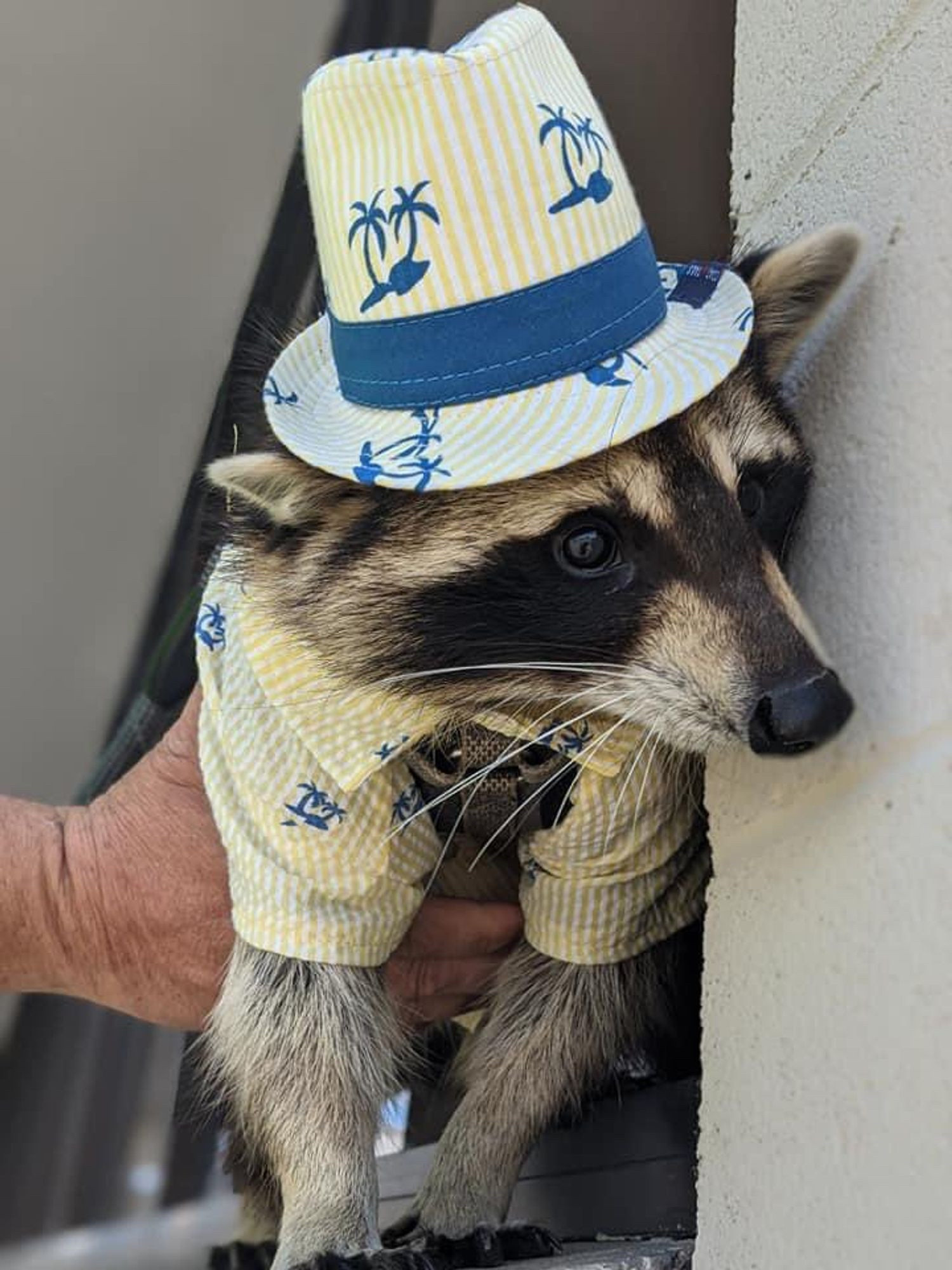 A real raccoon dressed in a button-down shirt and top hat, both featuring an identical yellow and white striped pattern with blue palm trees scattered around them.