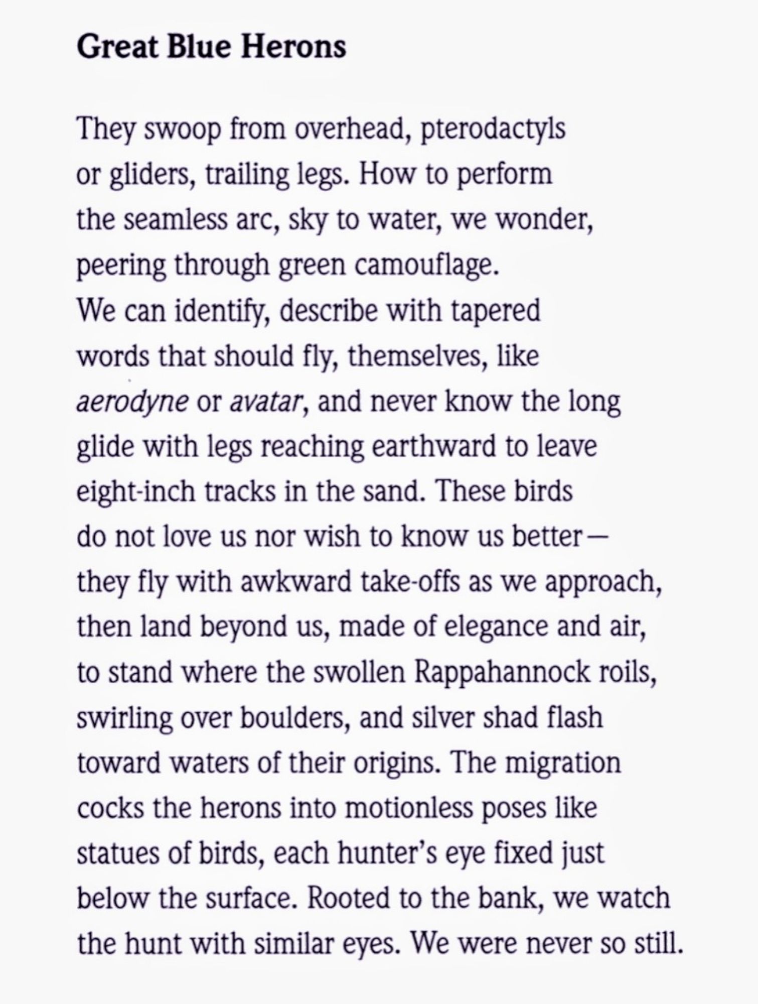 Great Blue Herons, poem by Karenne Wood from her collection Markings on Earth.