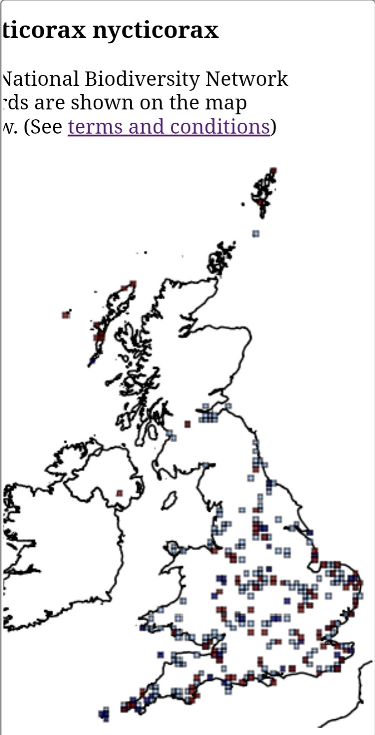 UK map showing nycticorax nycticorax (B black crowned night heron sightings)... All vagrant.. No breeding yet