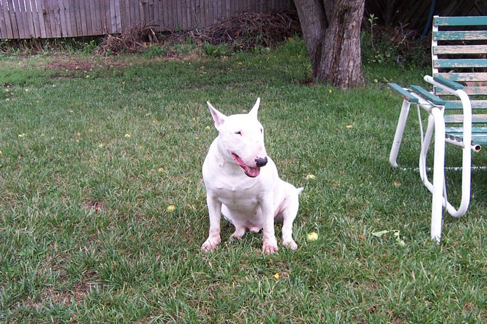 Chico, my late white Bull Terrier boy, sits in the yard around 2008. He passed away in 2016.