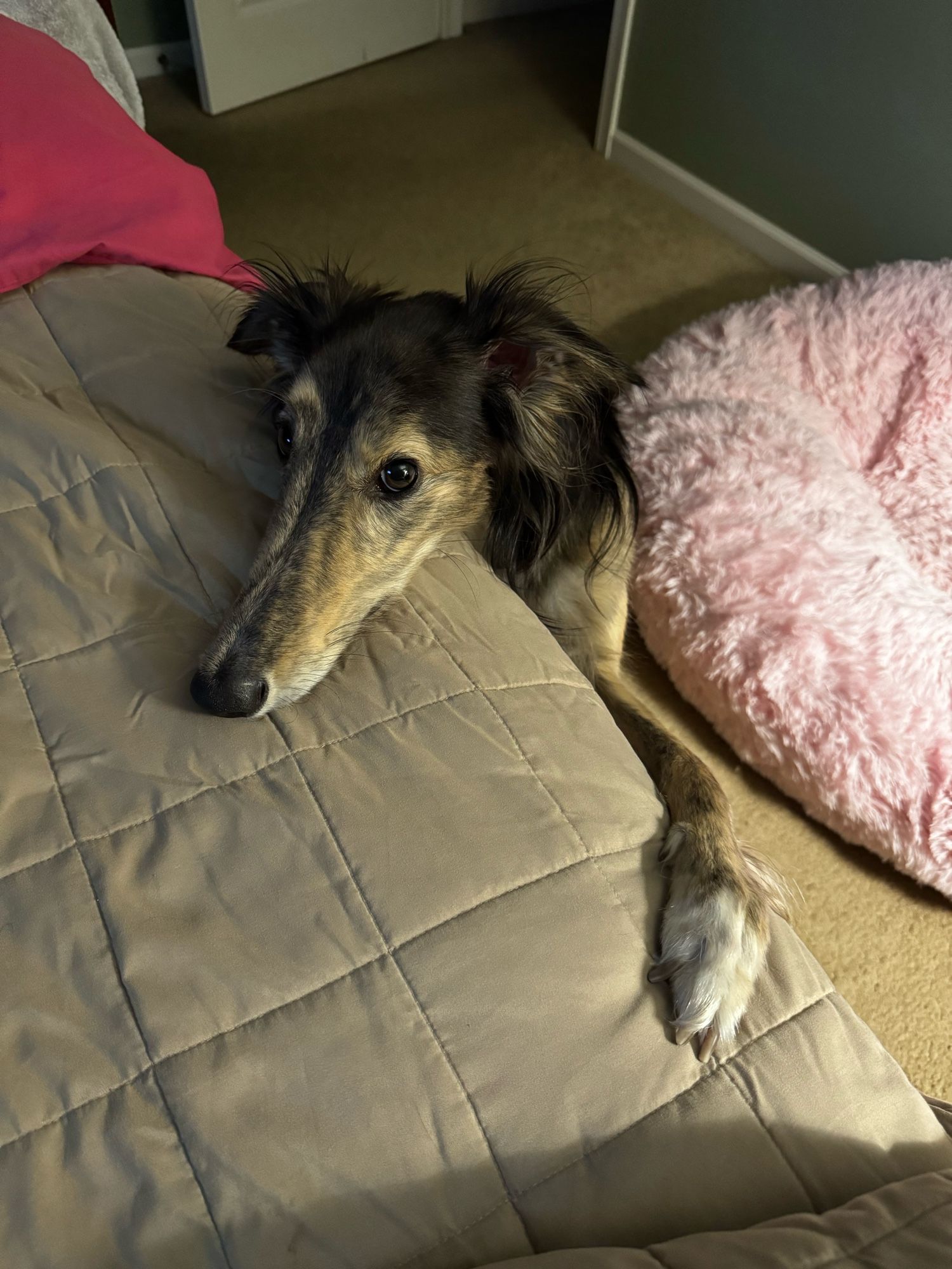 A brown and tan dog rests his head and paw on a bed, looking pitifully at me for pizza.