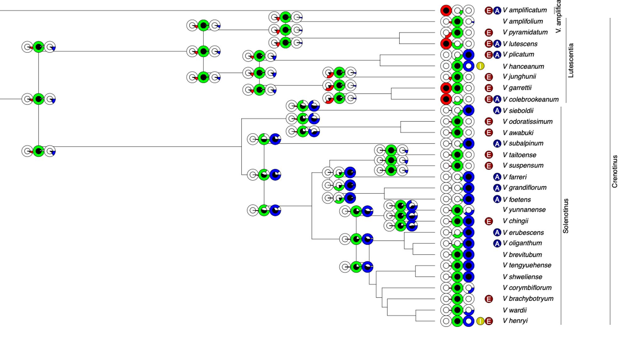 Screen capture of ancestral biome affinity reconstruction for subclade in Viburnum. Pie charts colors indicate enabled affinities for biomes, black centers indicate established affinities for biomes.