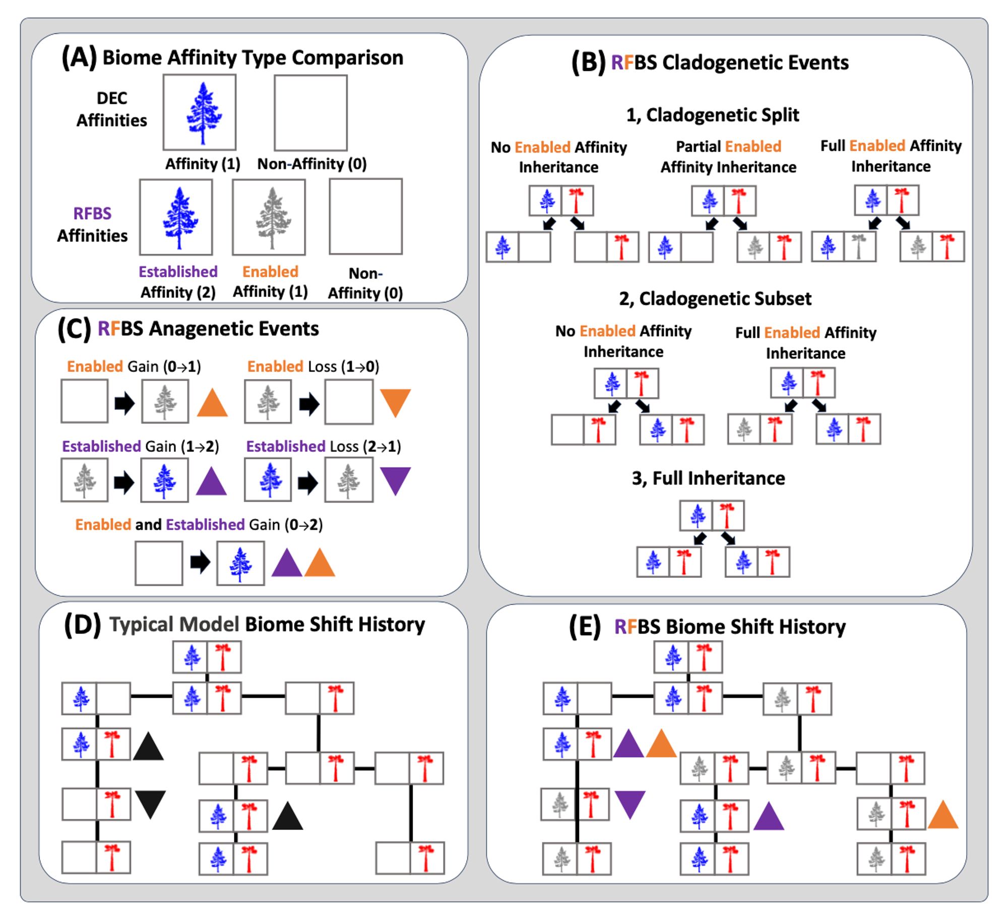 Diagram of biome shift model (RFBS) events. Panels show how species gain and lose enabled and established affinities through anagenetic and cladogenetic events under RFBS.