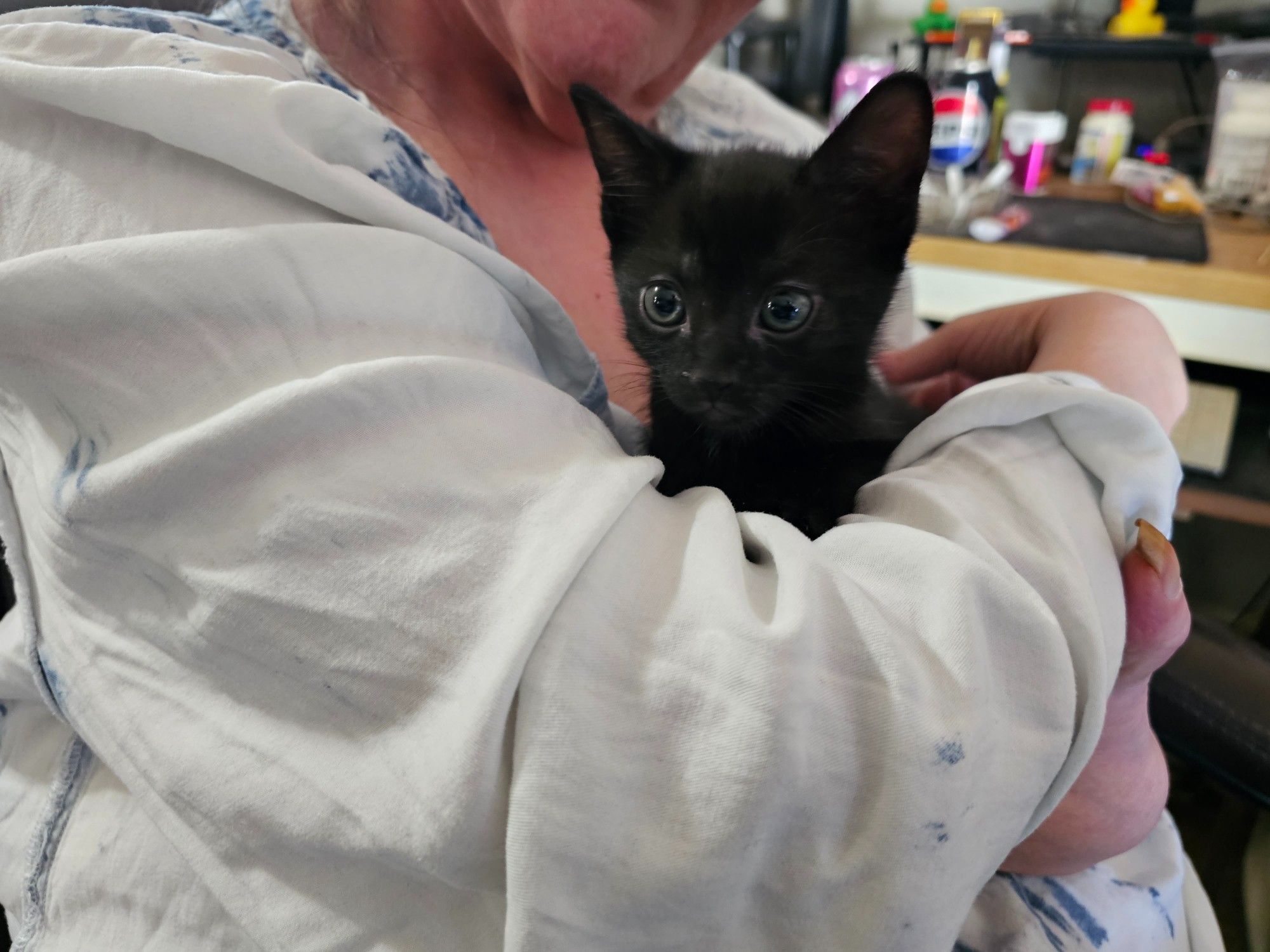 Small black kitten being held in arms