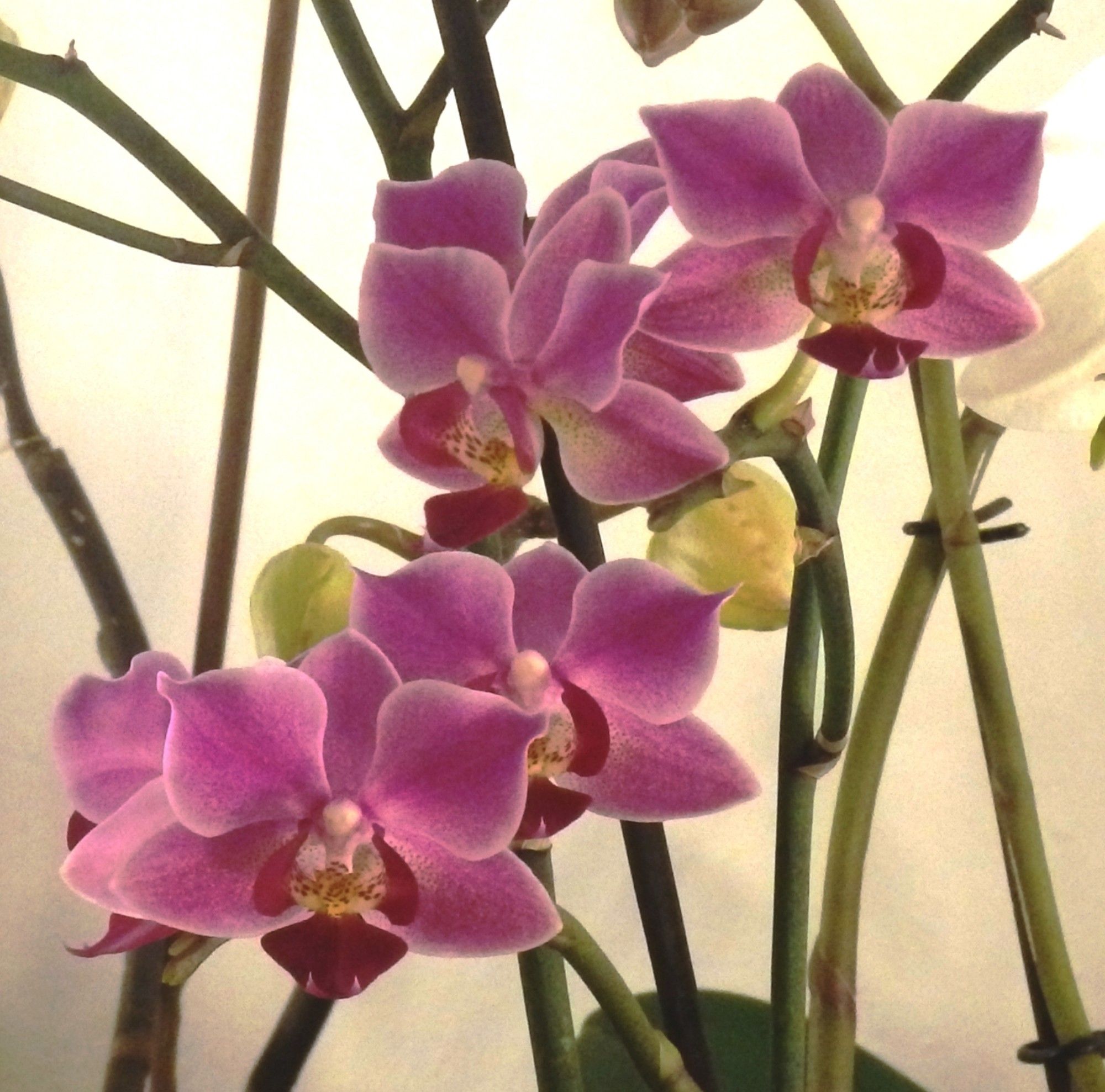 Pink flowers of Phalaenopsis, commonly known as moth orchids.