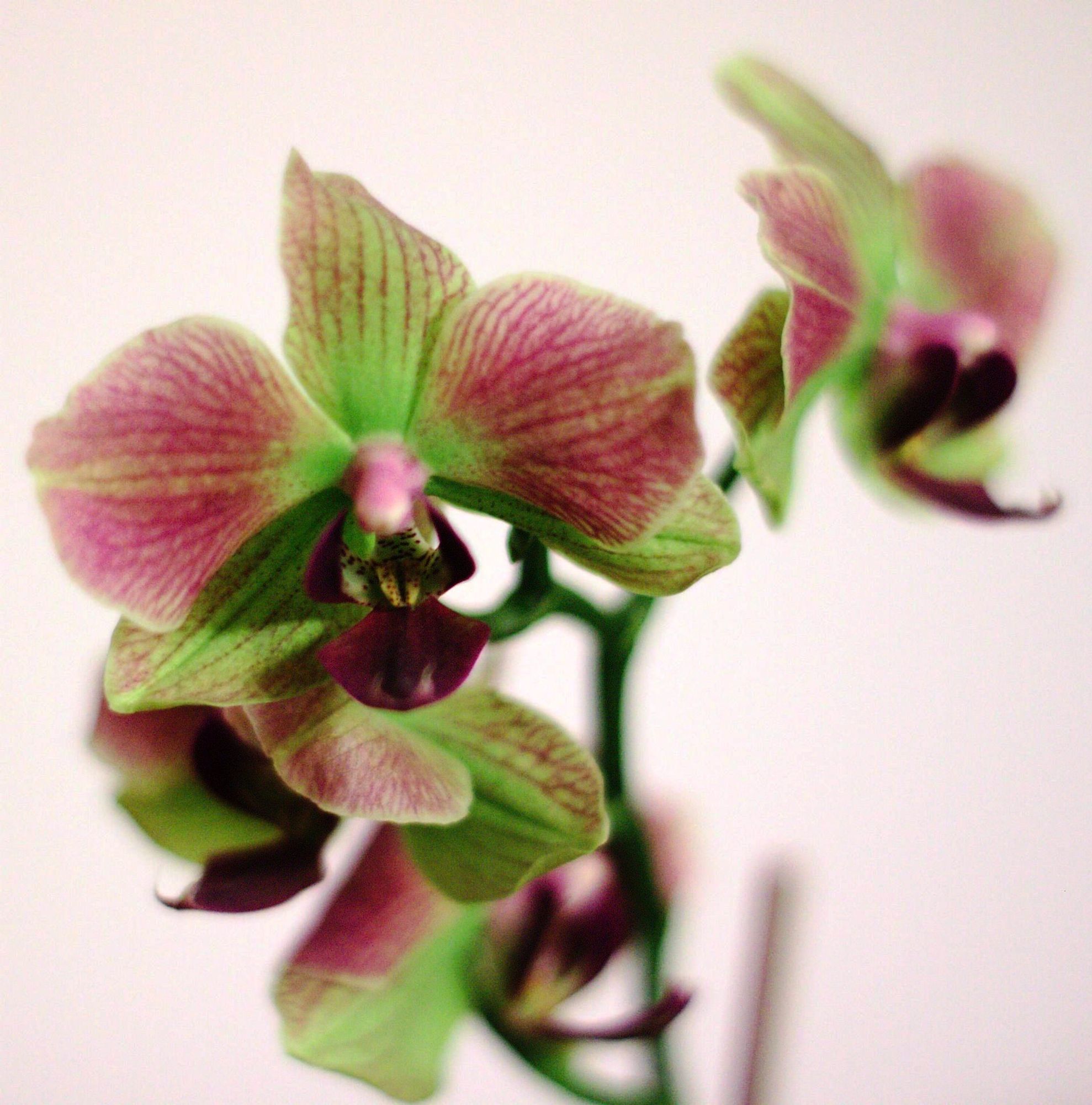 Pink and green stunning flowers of Phalaenopsis, commonly known as moth orchids.