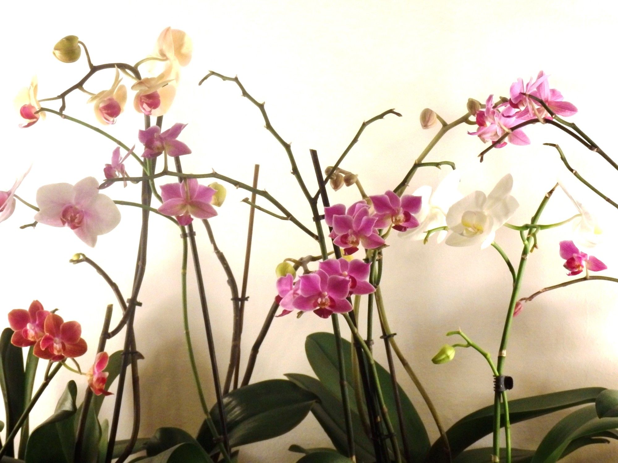 Pink, red, yellow, and white flowers of Phalaenopsis, commonly known as moth orchids. There are seven plants in this photo, with different colors and leaves.