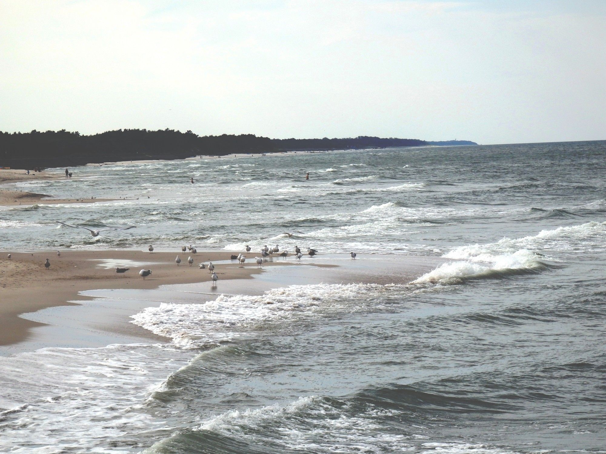 Baltic sea shore, seagulls, waves