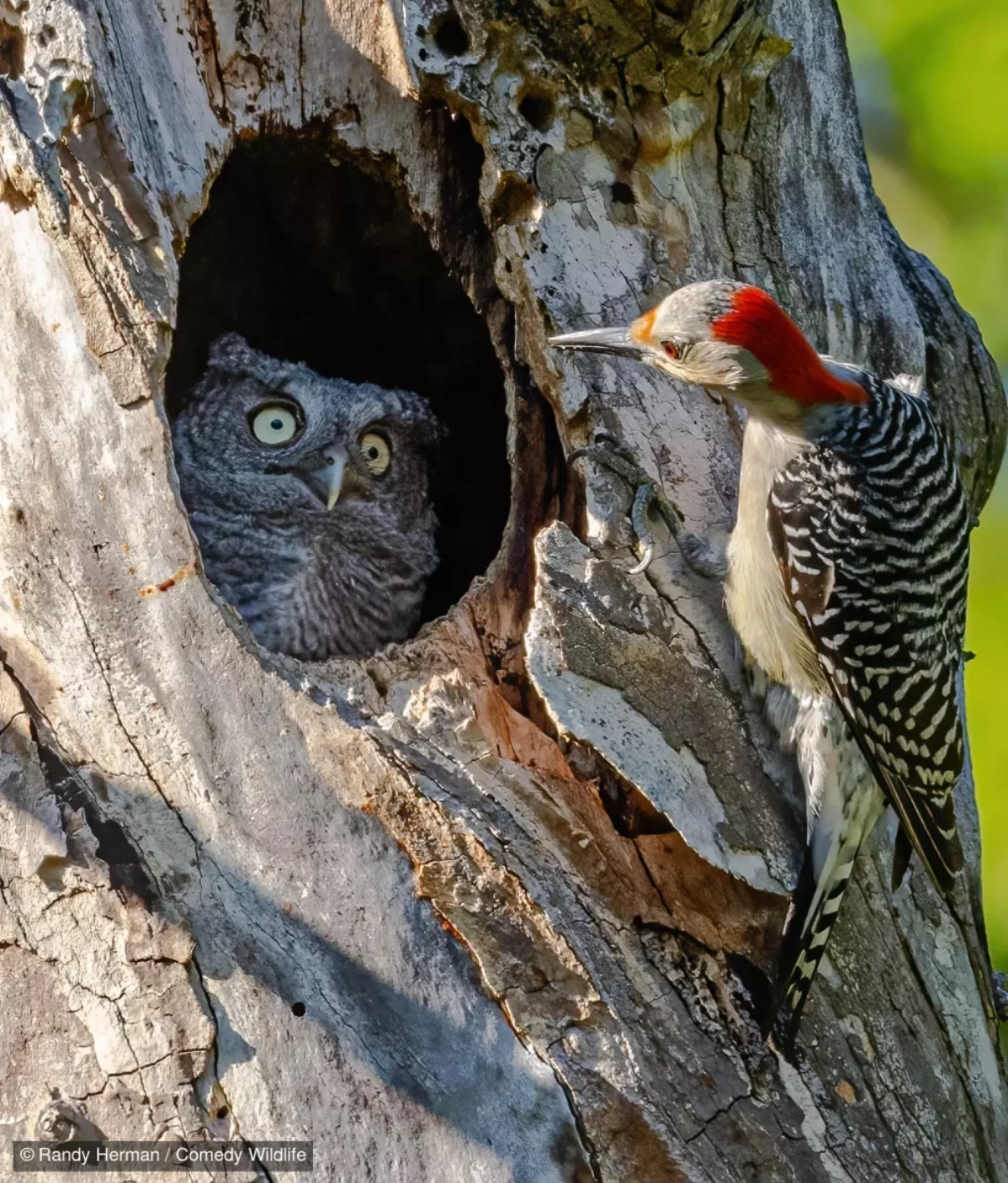 Un oiseau coloré regarde dans le trou d'un tronc d'arbre. Dans ce trou, on aperçoit une hibou qui semble regarder le premier oiseau, les yeux turbo écarquillé, l'air décontenancé

Par Randy Herman