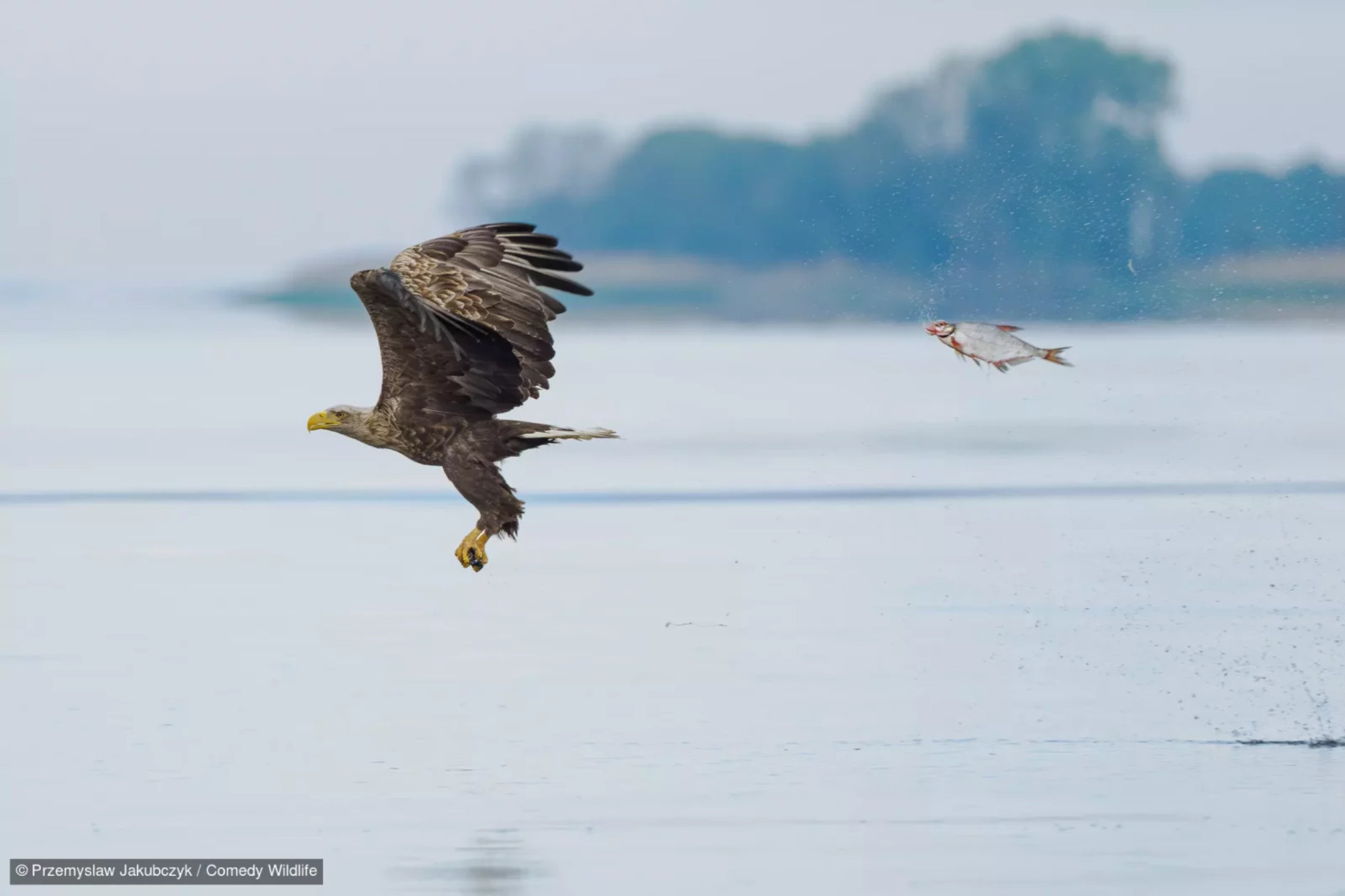 Un aigle et un poisson sont dans les airs au-dessus d'une étendue d'eau. L'aigle semble pourchassé par le poisson "volant"

Par Przemyslaw Jakubczyk