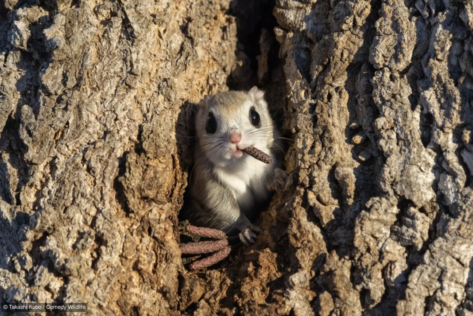 Un petit rougeur (un peu choupi) sort d'un trou dans un tronc d'arbre, avec une petite sorte de pomme de pin dans la bouche, lui donnant l'impression d'avoir un gros cigare au coin de la bouche

Par Takashi Kubo