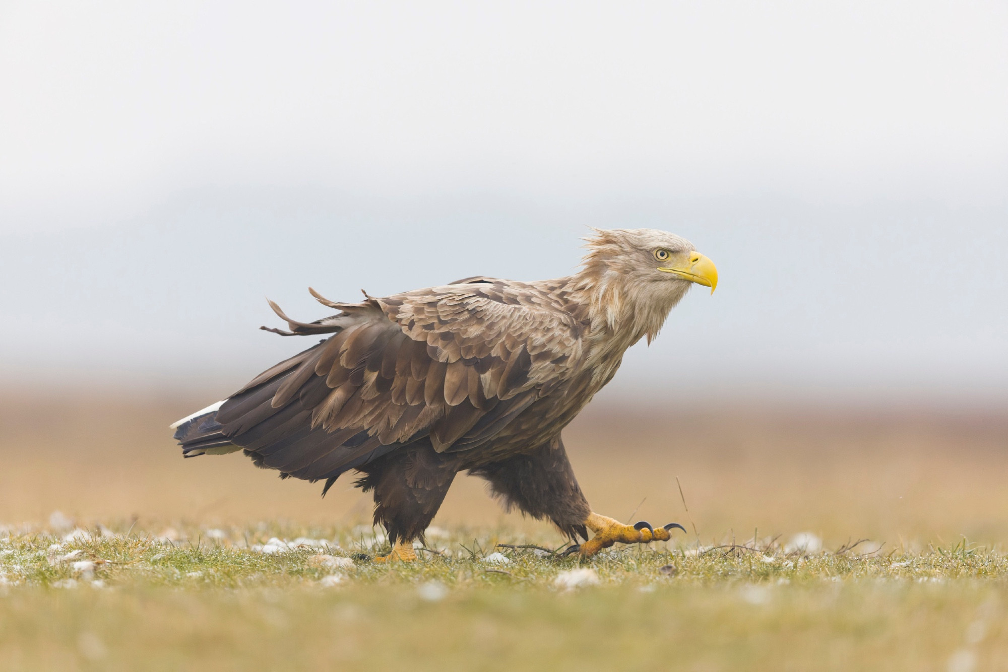 Un aigle marche dans une plaine herbeuse les plumes ébouriffées, semblant mi-paumé mi-gavé