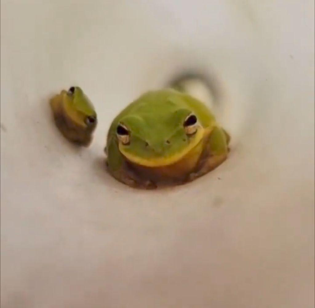 Deux grenouilles (une plus petite que l'autre) sont posées et regardent la caméra l'air suspicieuses (ça semble se passer en regardant dans un tube)