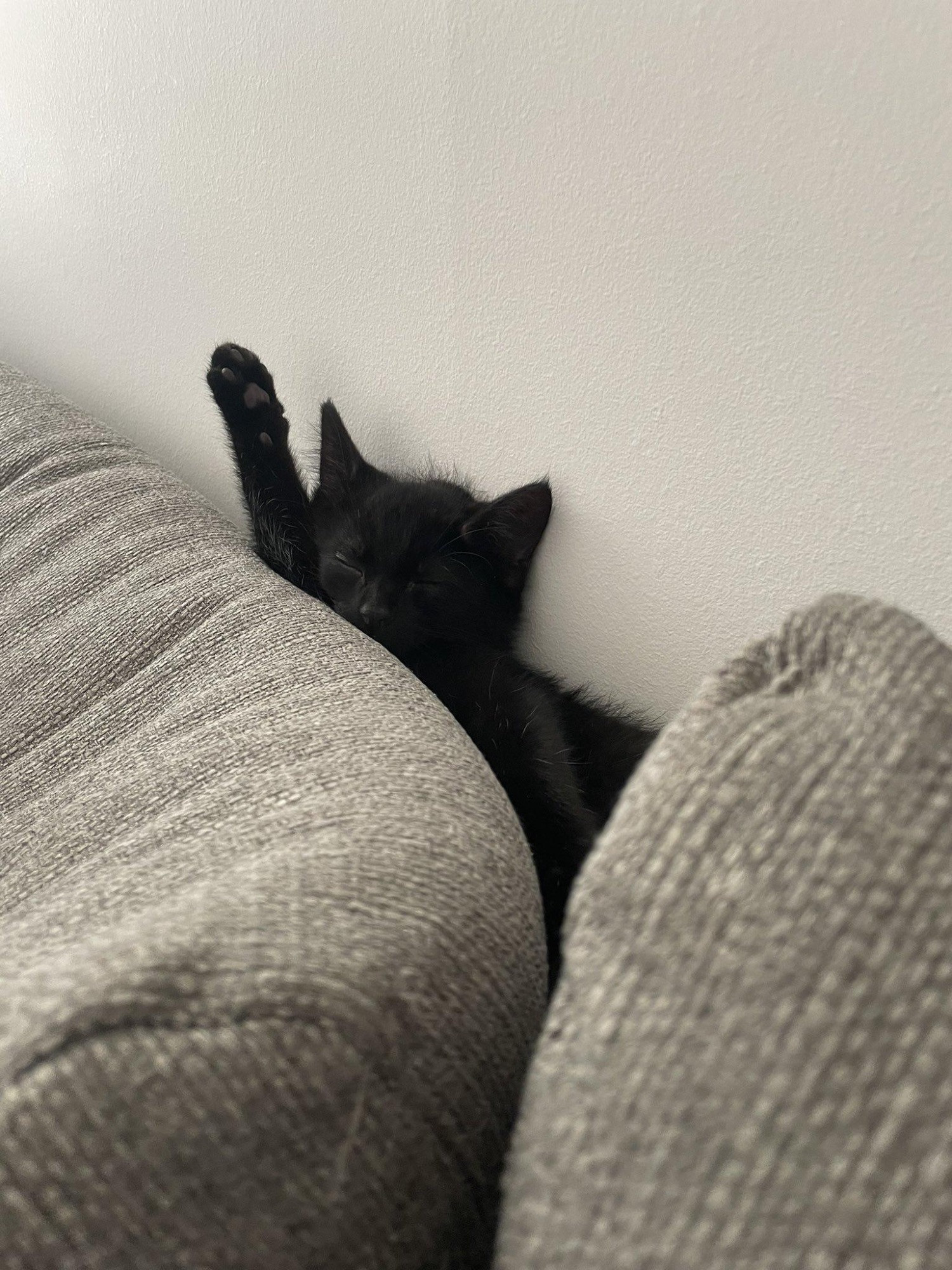 Un chat est endormi entre le coussin d'un canapé et un mur, une pattoune avant faiblement tendue vers le haut