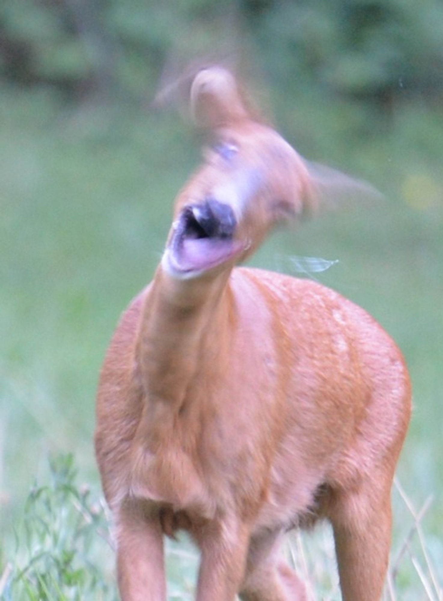 Un jeune de chevreuil de face, la bouche ouverte et la tête floue (sans doute en train de la bouger au moment de la photo) lui donnant un air un peu dément