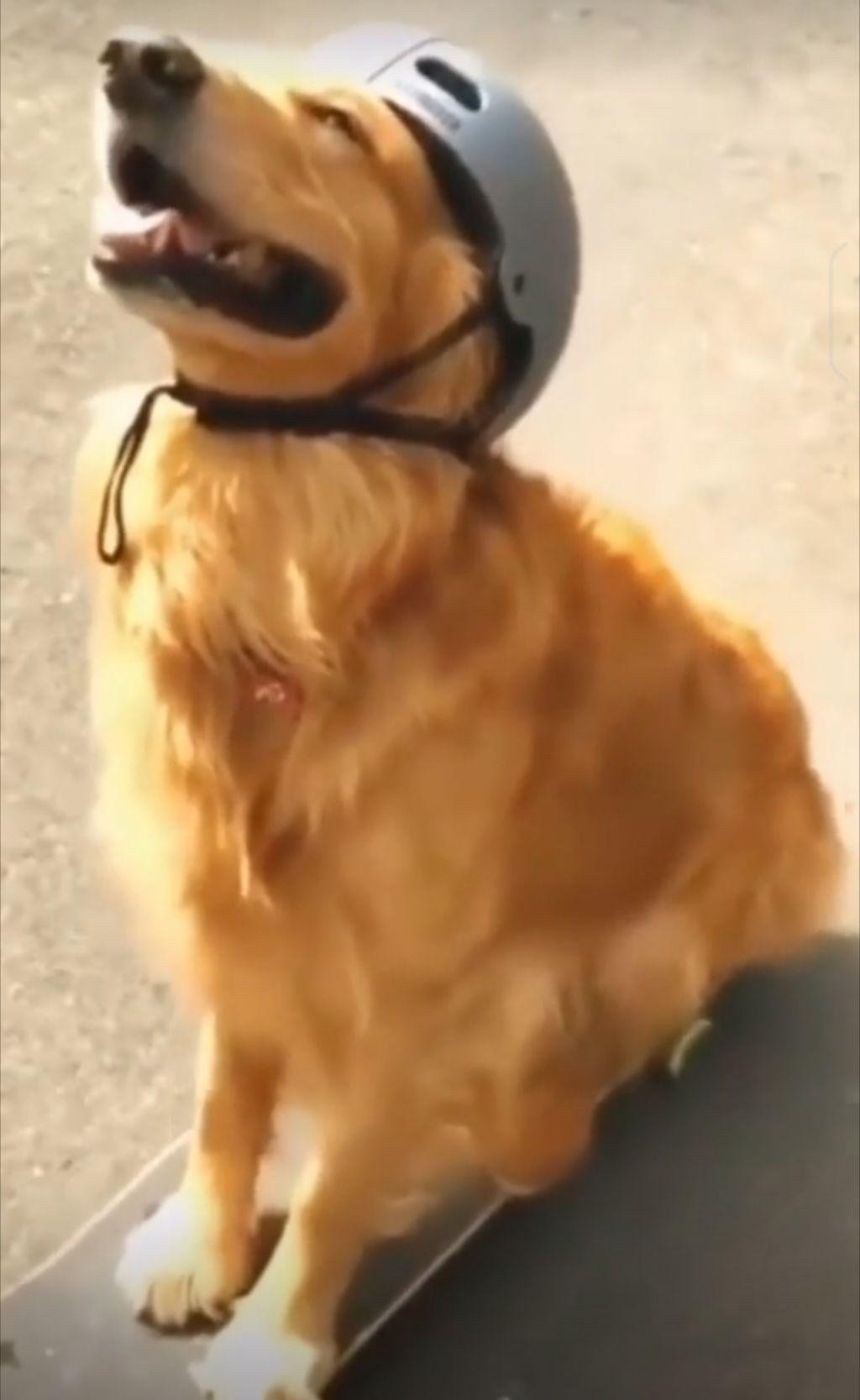 Un chien avec un casque sur la tête est assis sur un skateboard, avec la tête levée et arborant une expression donnant l'impression qu'il sourit, aux anges