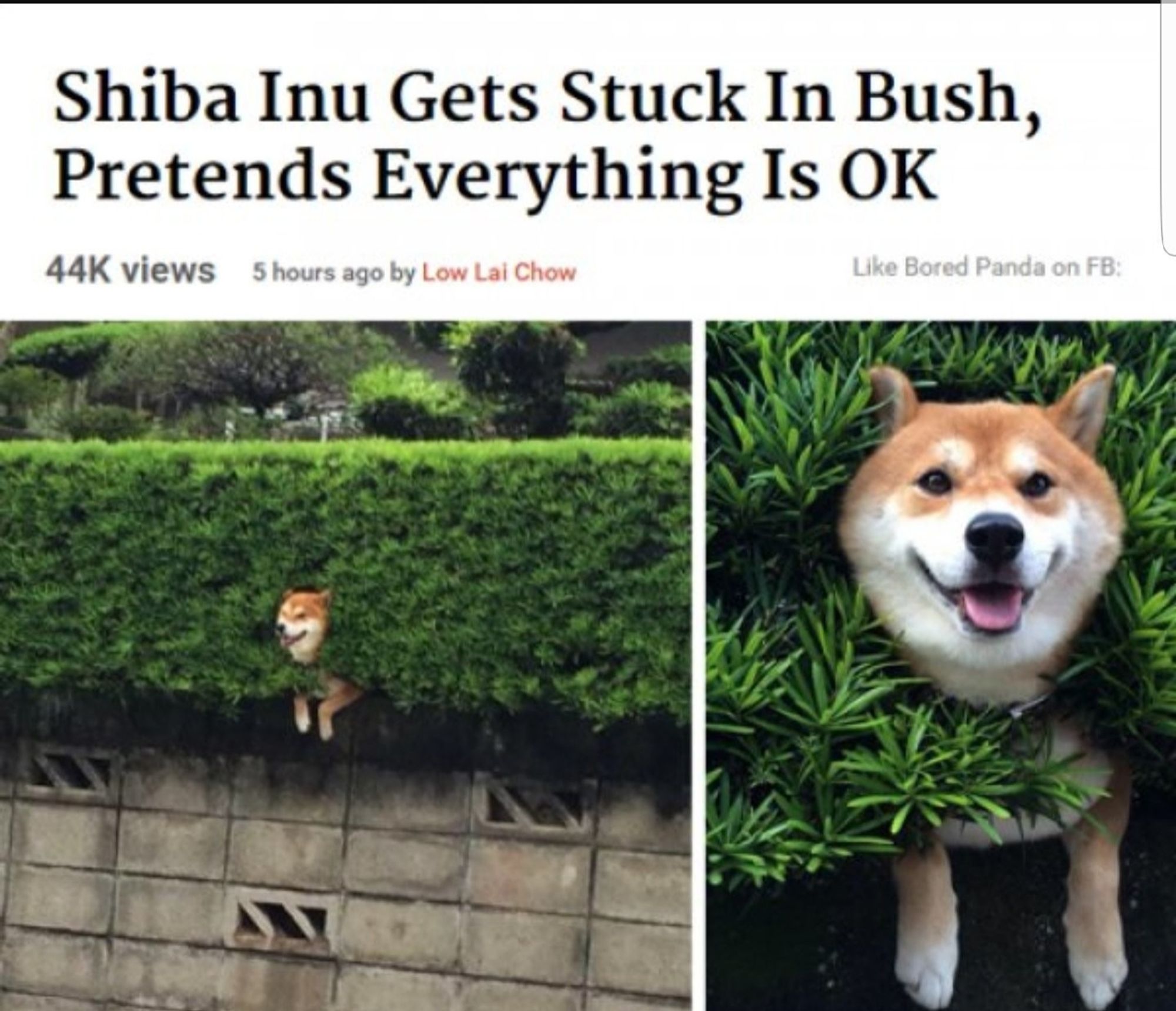 Headline that Shiba Inu gets stuck in a bush, pretends everything is ok