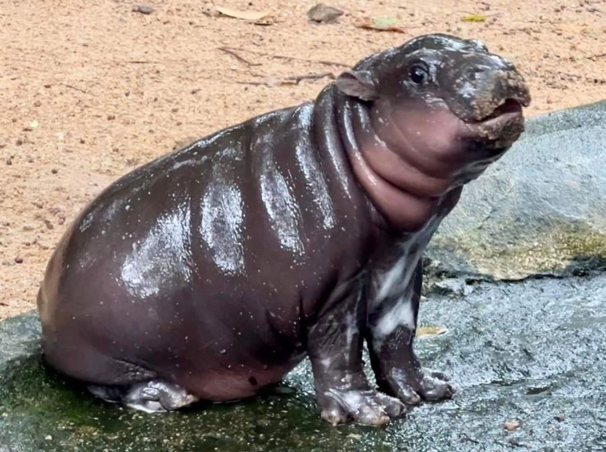 Baby hippo biting someone's knee. Adorable.