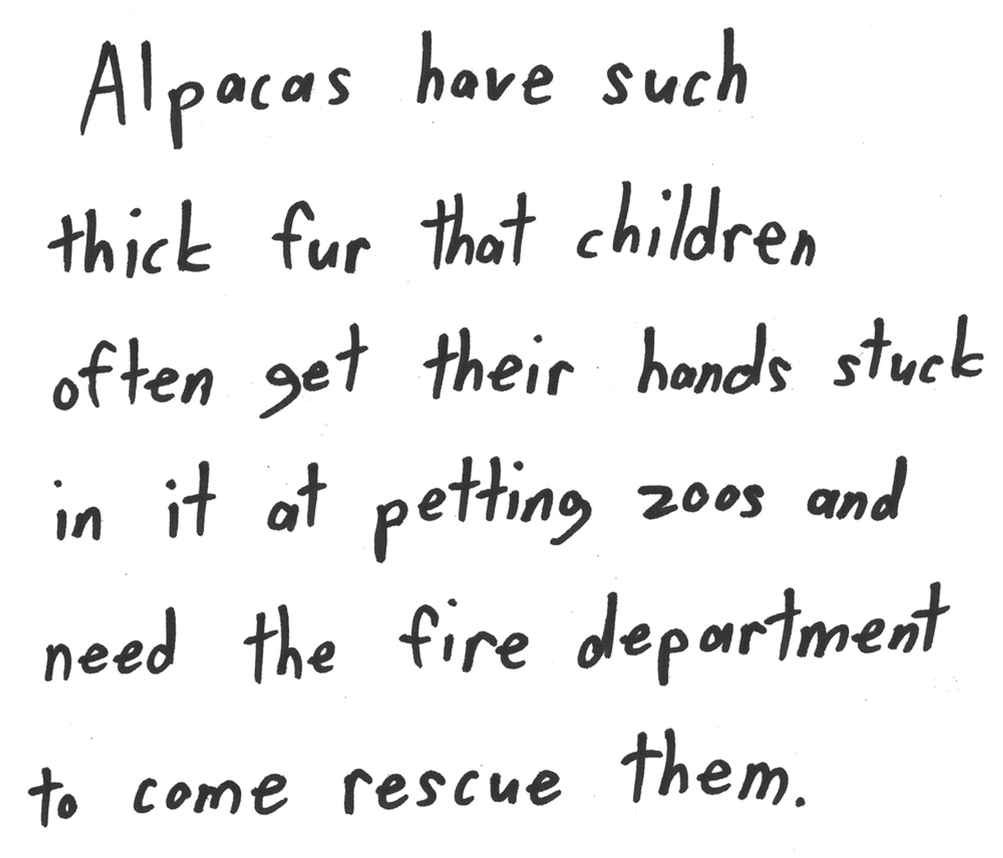 Alpacas have such thick fur that children often get their hands stuck in it at petting zoos and need the fire department to come rescue them.