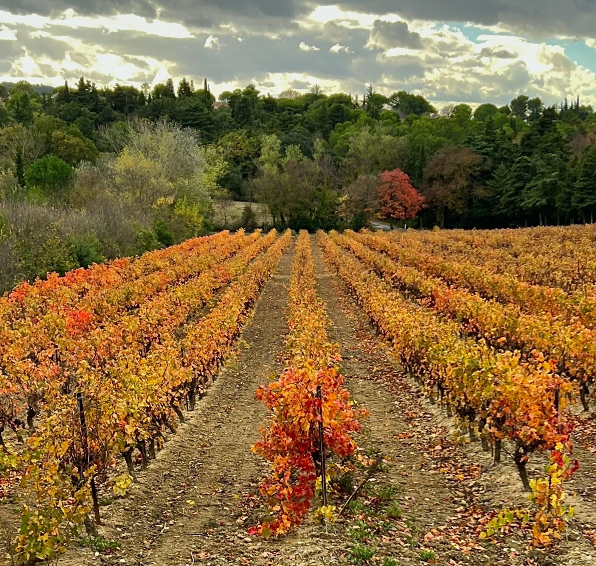 Vignes , aude , fin d’après-midi d’automne