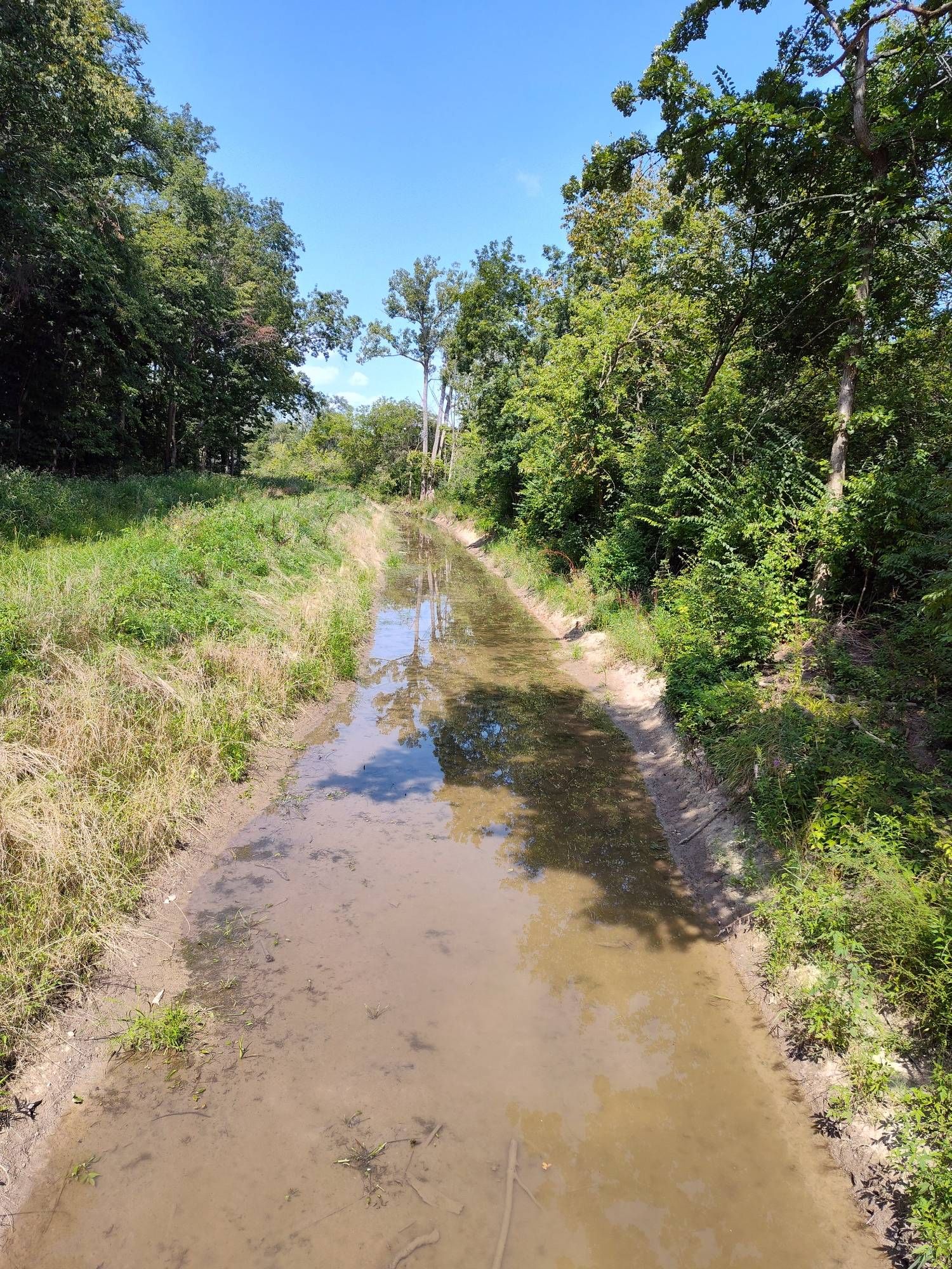 Picture overlooking a creek in the woods with green trees all along the bank