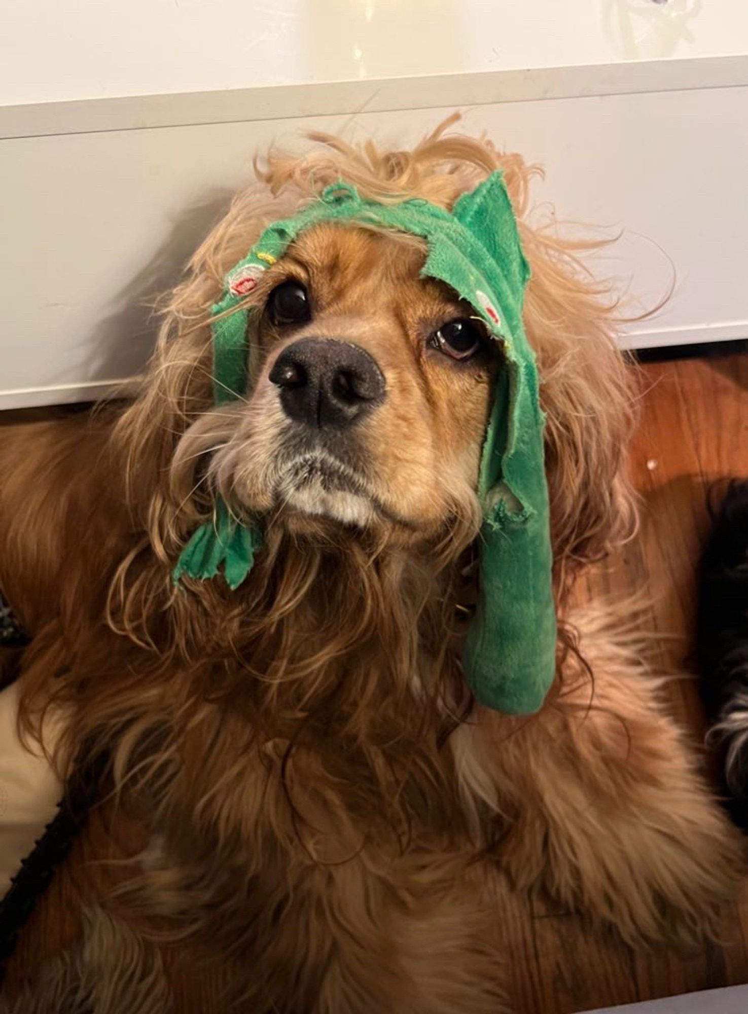 An American cocker spaniel with gloriously long hair and a Gumby skin.