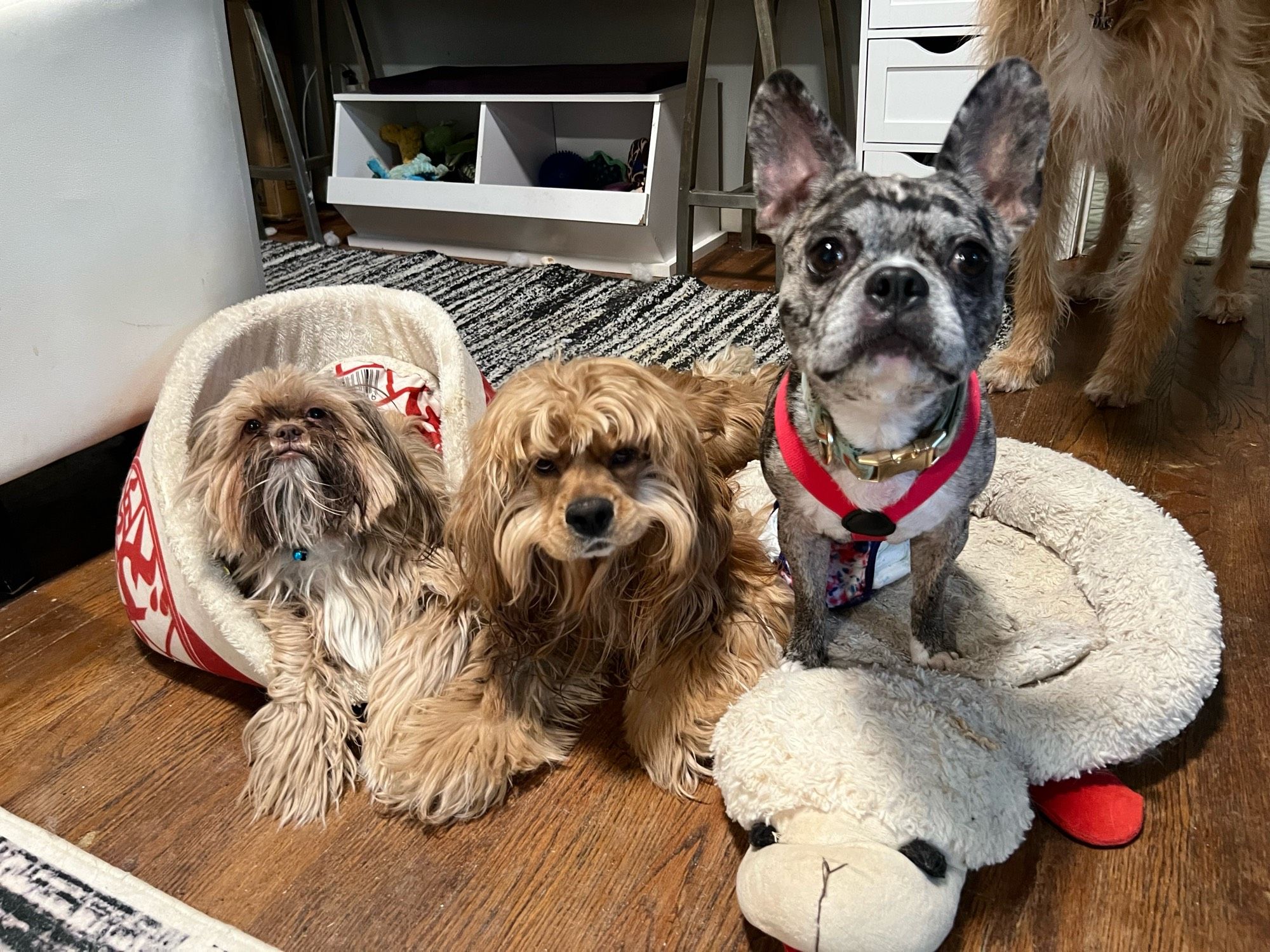 Three disabled pups. One is in a Ramen soup noodle bed. One is in a lamb chop bed and the guy in the middle has the longest chops I’ve ever seen on a dog.