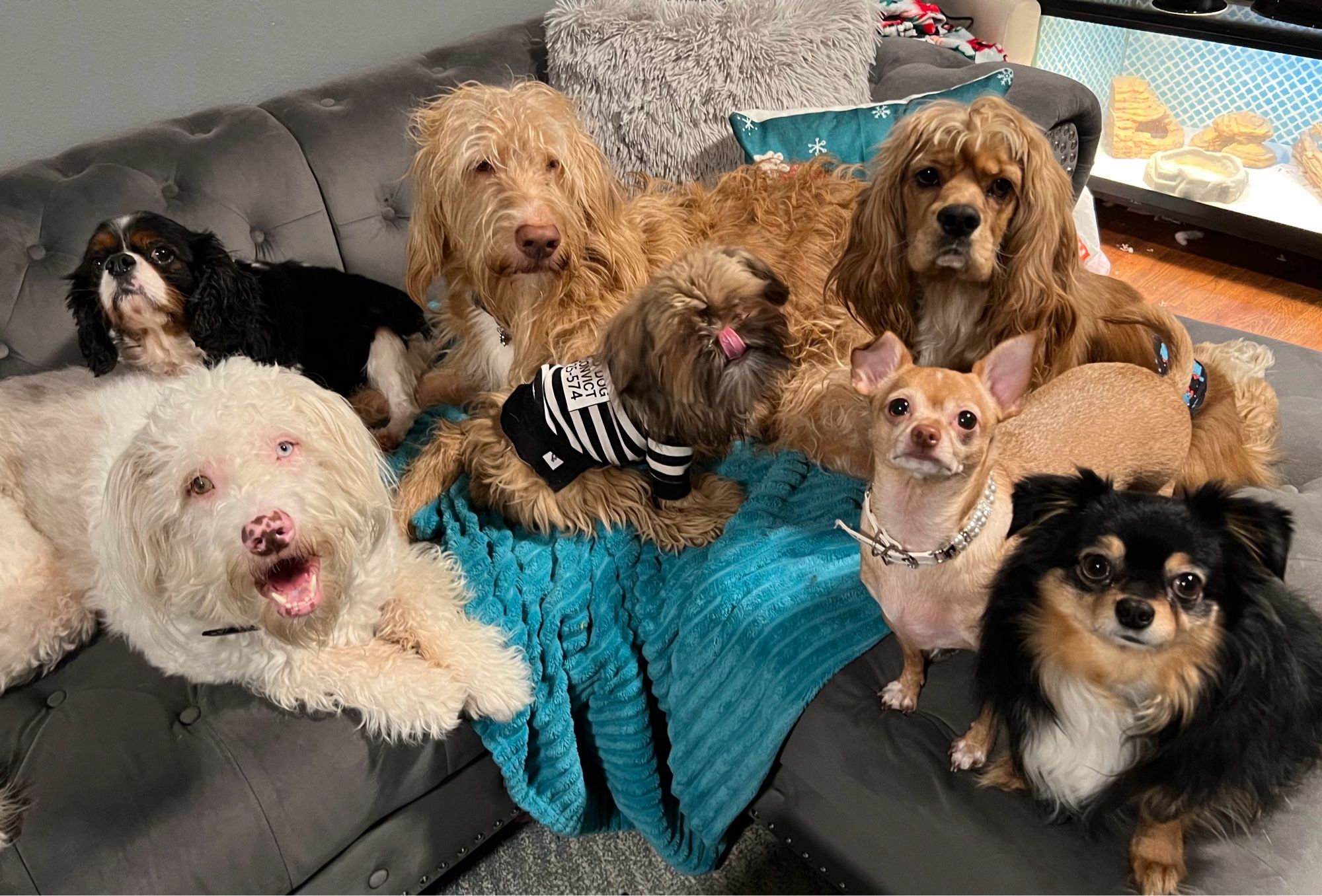 7 dogs on the sofa.