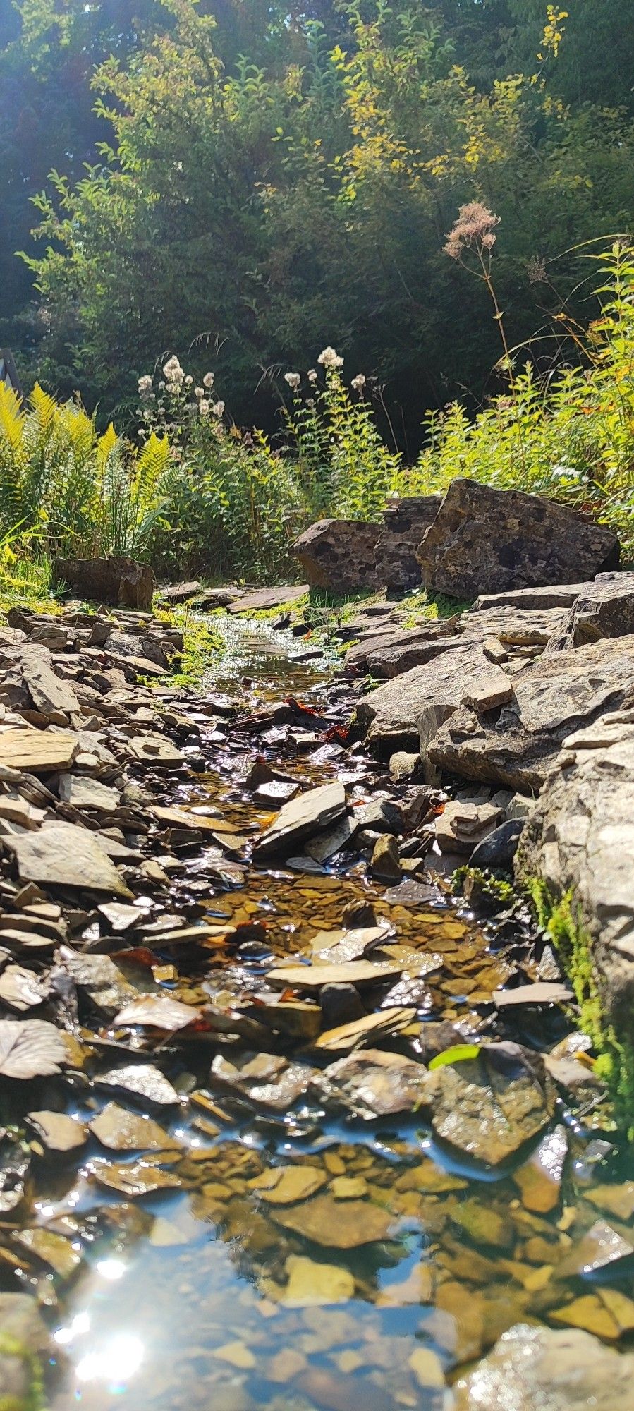 Das Bild zeigt einen ruhigen, flachen Bach, der über eine steinige Fläche fließt. Das Wasser reflektiert das Sonnenlicht und lässt kleine funkelnde Lichtpunkte entstehen. Rund um den Bach sind verschieden große Felsen verteilt, während die Vegetation im Hintergrund üppig und grün ist. Es sind Farne, hohe Grasbüschel und einige blühende Pflanzen zu sehen.