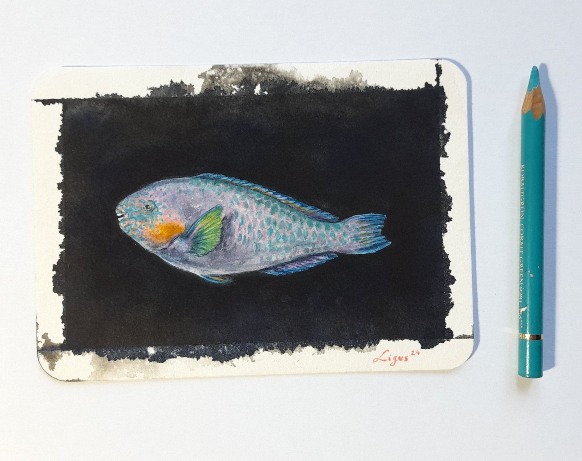 little parrotfish painting - ink, watercolour. pencil for size reference