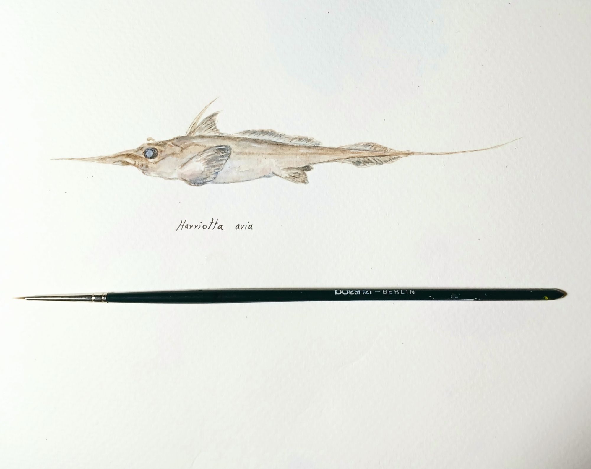 photo of a small watercolour showing a brown-ish chimeara (side view)
underneath the name Harriotta avia
and a painting brush for size reference