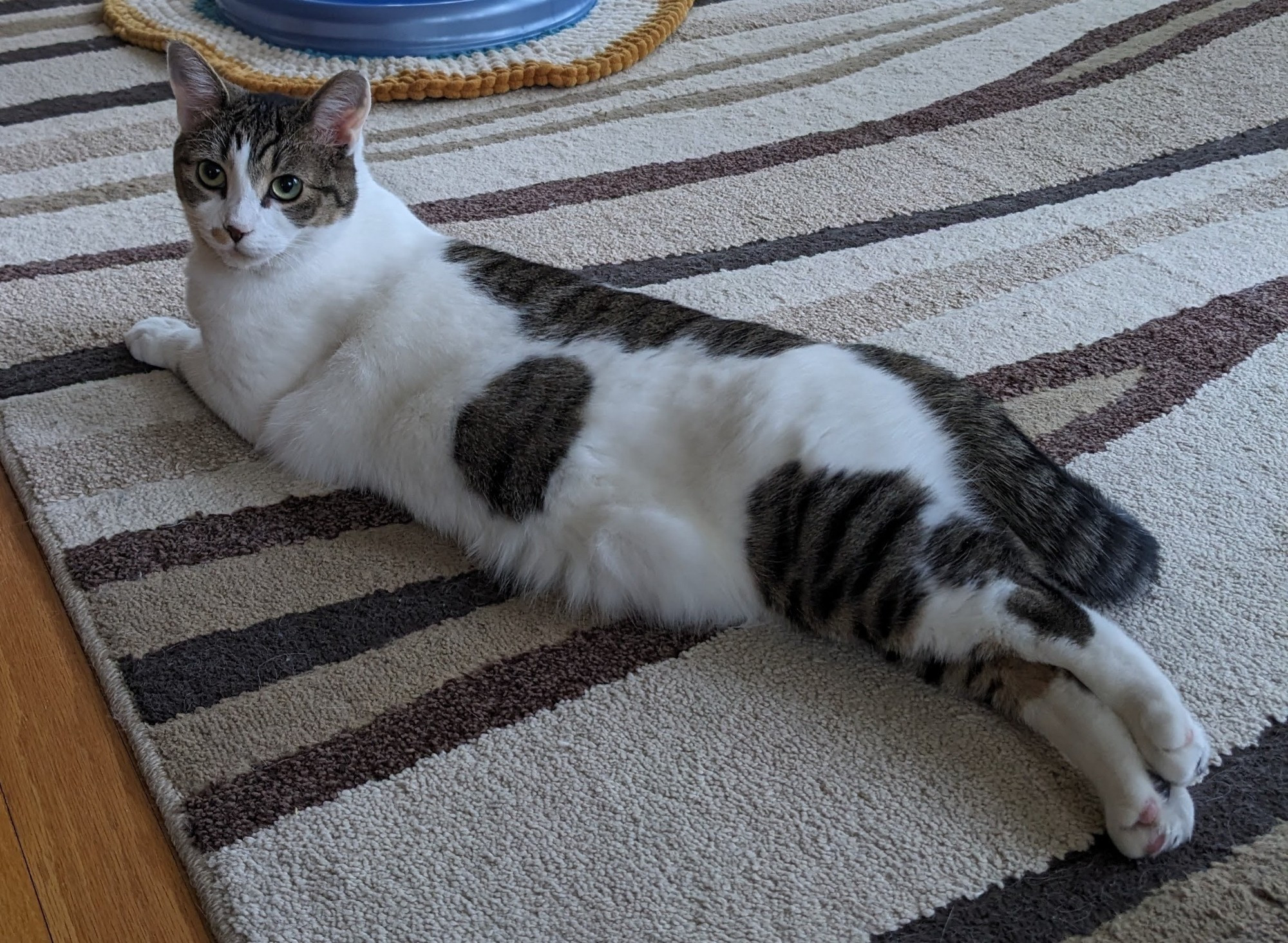 Photo of a cat stretched out on a stripy carpet