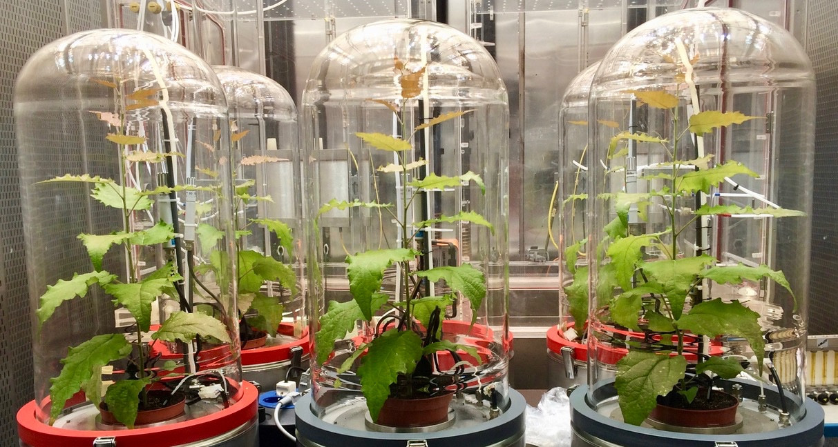 Experiments will be performed on automated plant phenotyping platforms and in climate chambers using sophisticated mass spectrometric tools.  Visits to collaborating laboratories is central part of this work.